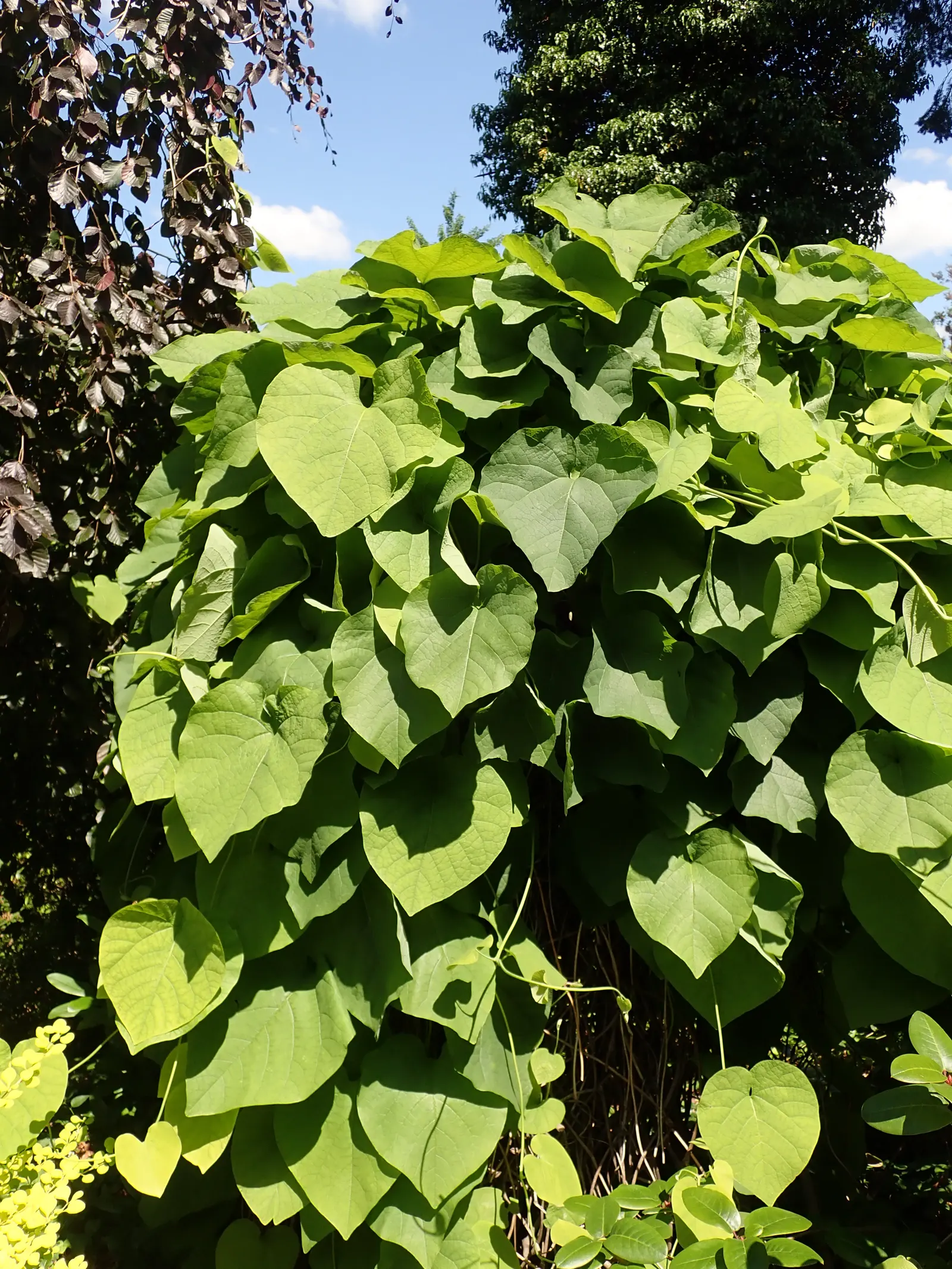 Dutchman's Pipe Vine (Aristolochia Durior) — vine with purple blooms; heart-shaped leaves that grow from 6 to 12 inches wide