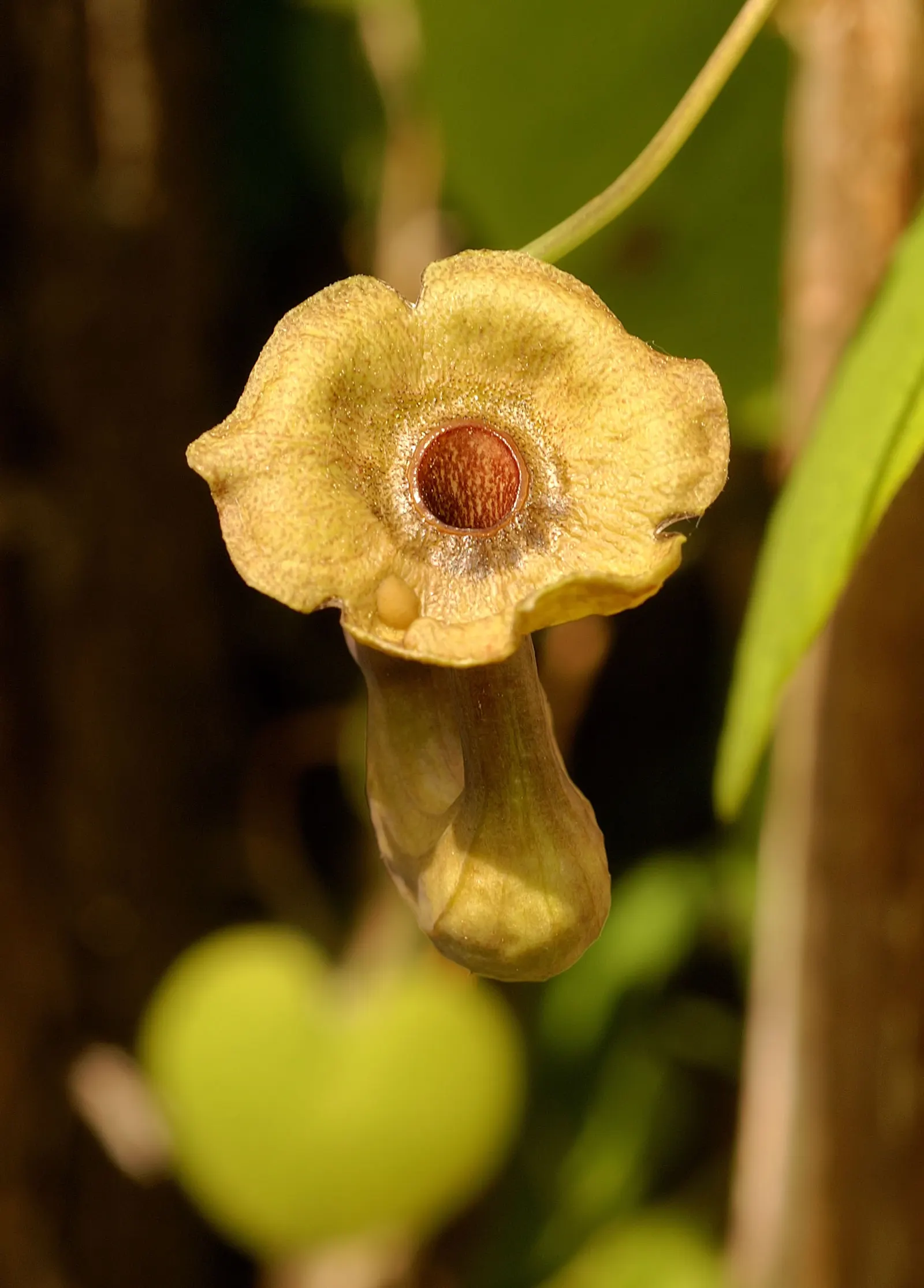 Dutchman's Pipe Vine (Aristolochia Durior) — the Dutchman's Pipe produces peculiar