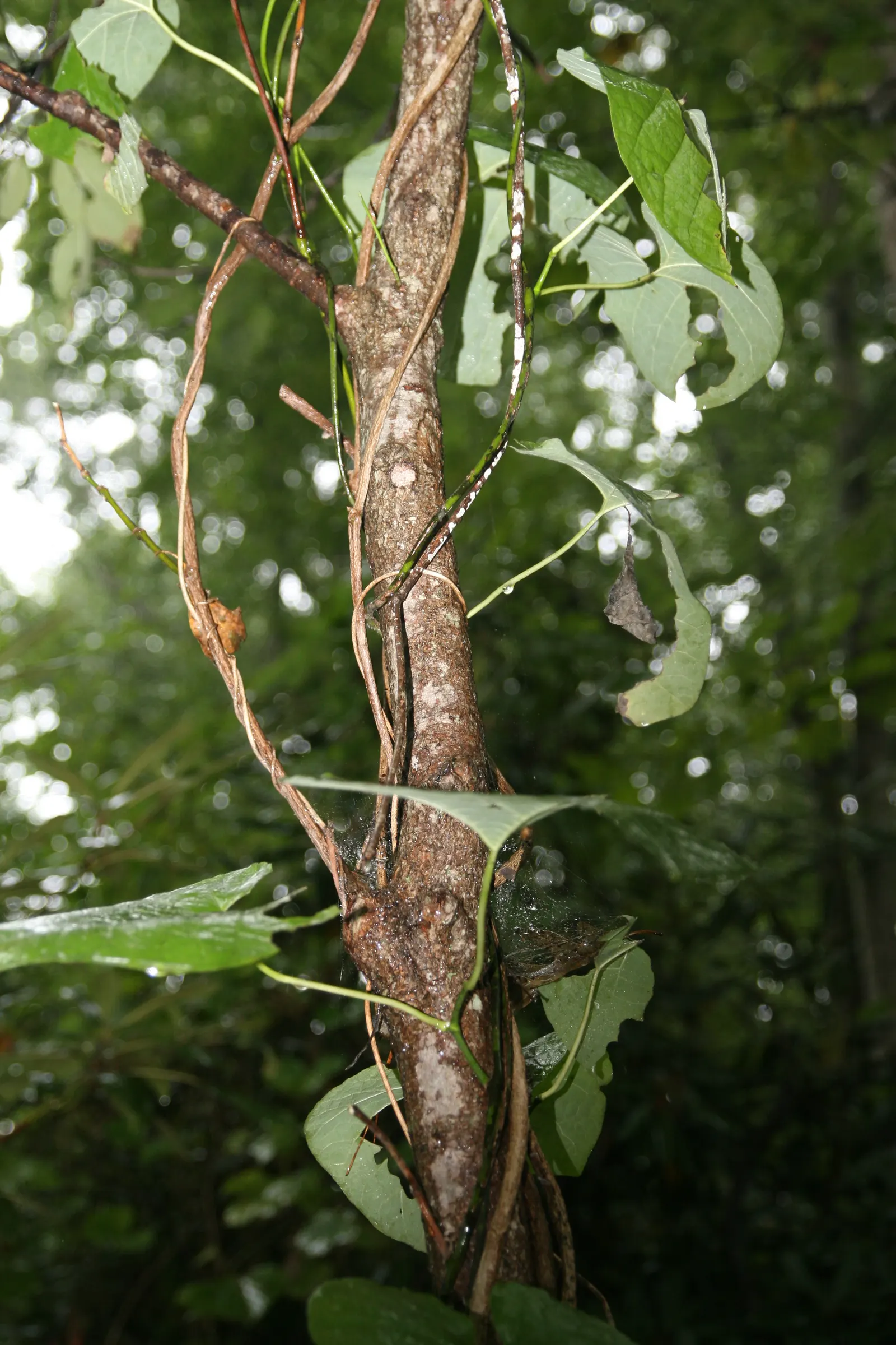 Dutchman's Pipe Vine (Aristolochia Durior) — yellow-brown to purplish flowers that resemble a traditional meerschaum pipe
