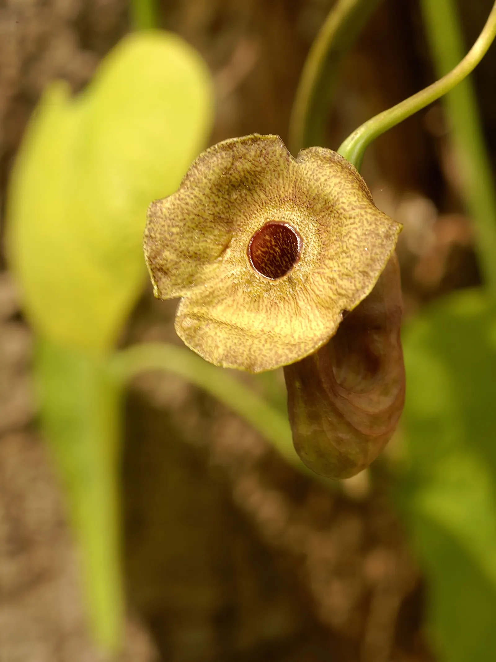 Dutchman's Pipe Vine (Aristolochia Durior) — This vine showcases unusual, pipe-shaped flowers measuring 2-3 inches long, predominantly in spring