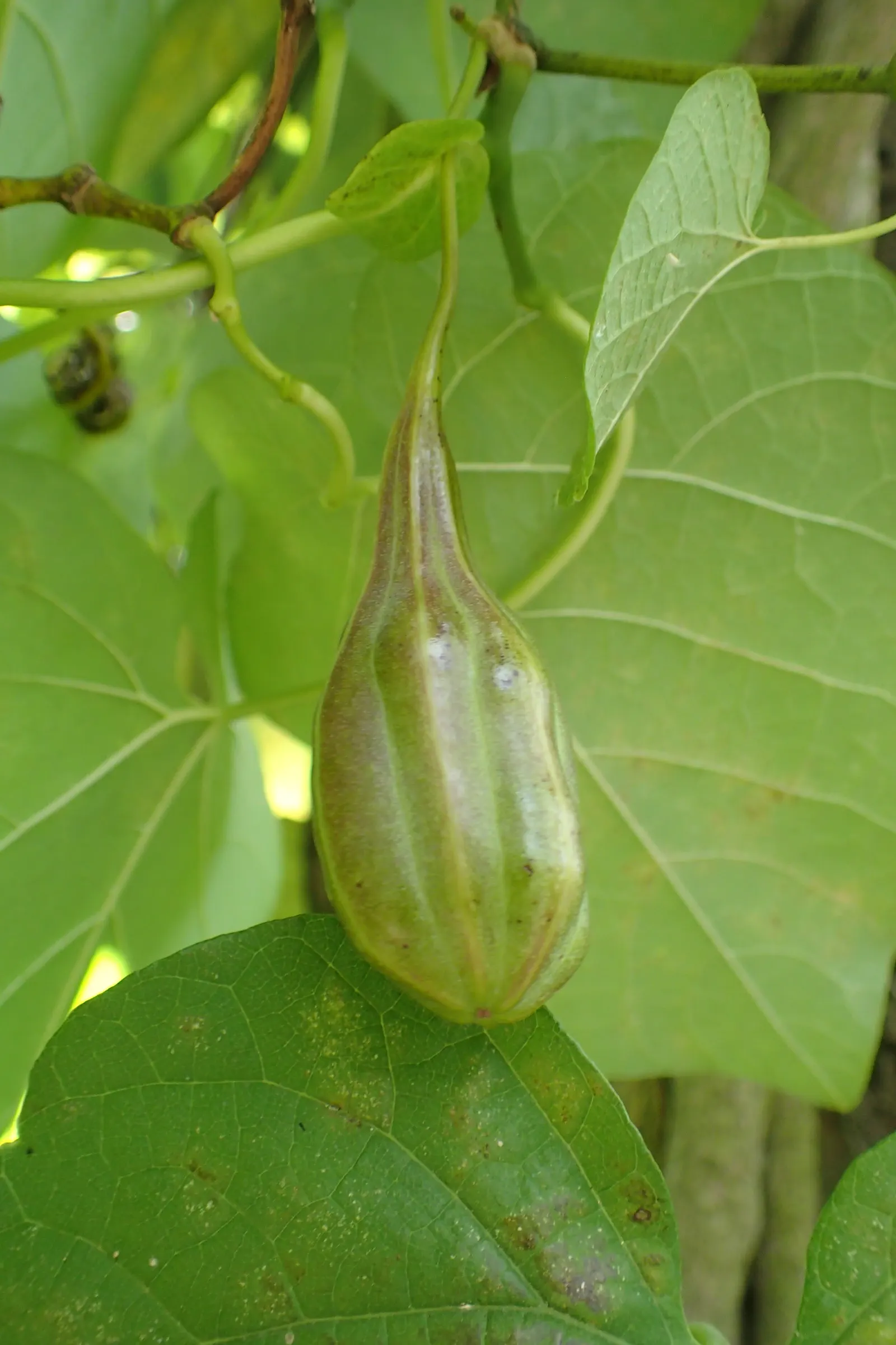 Dutchman's Pipe Vine (Aristolochia Durior) — yellow-brown to purplish flowers that resemble a traditional meerschaum pipe; vine for deep shade or full or half