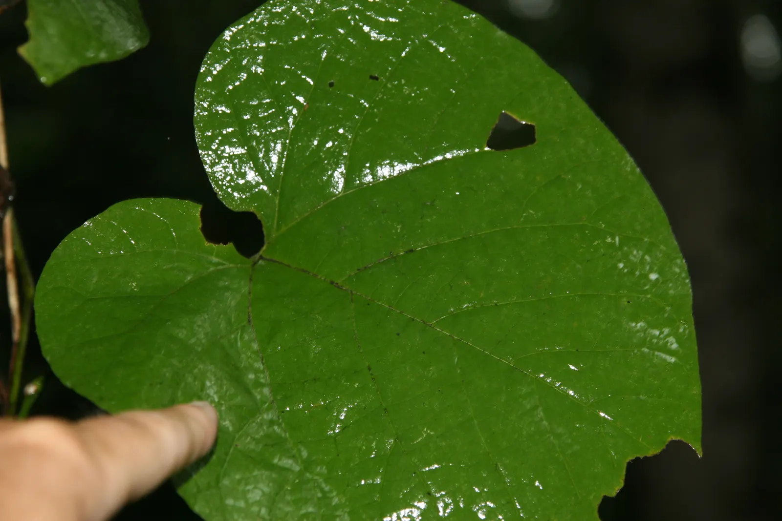 Dutchman's Pipe Vine (Aristolochia Durior) — the Dutchman's Pipe Vine creates a dense canopy of greenery that provides excellent coverage for, image 29
