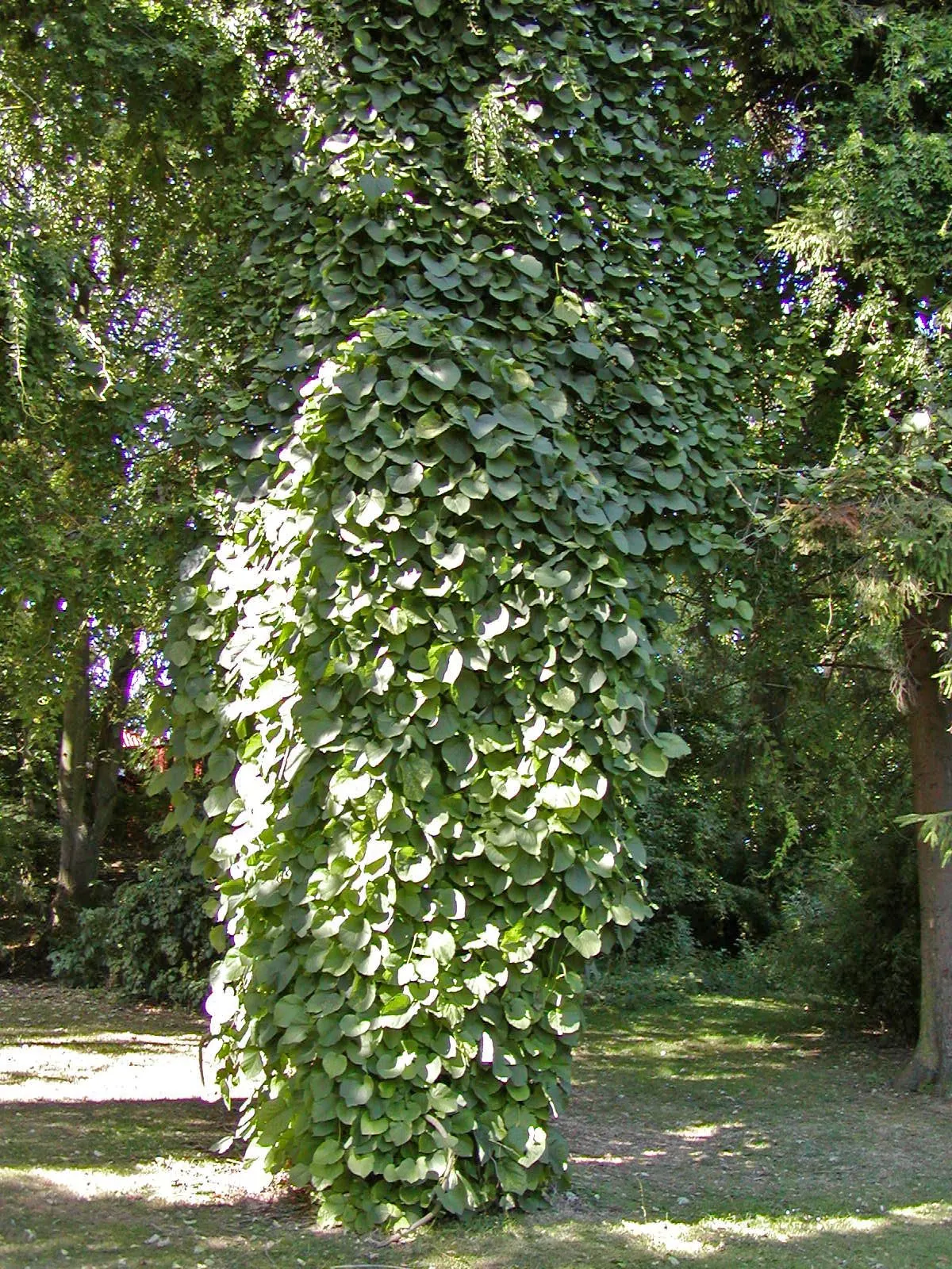 Dutchman's Pipe Vine (Aristolochia Durior) — deciduous climber admired for its heart-shaped leaves; thriving in zones 4-8, it can reach heights of 20-30 feet
