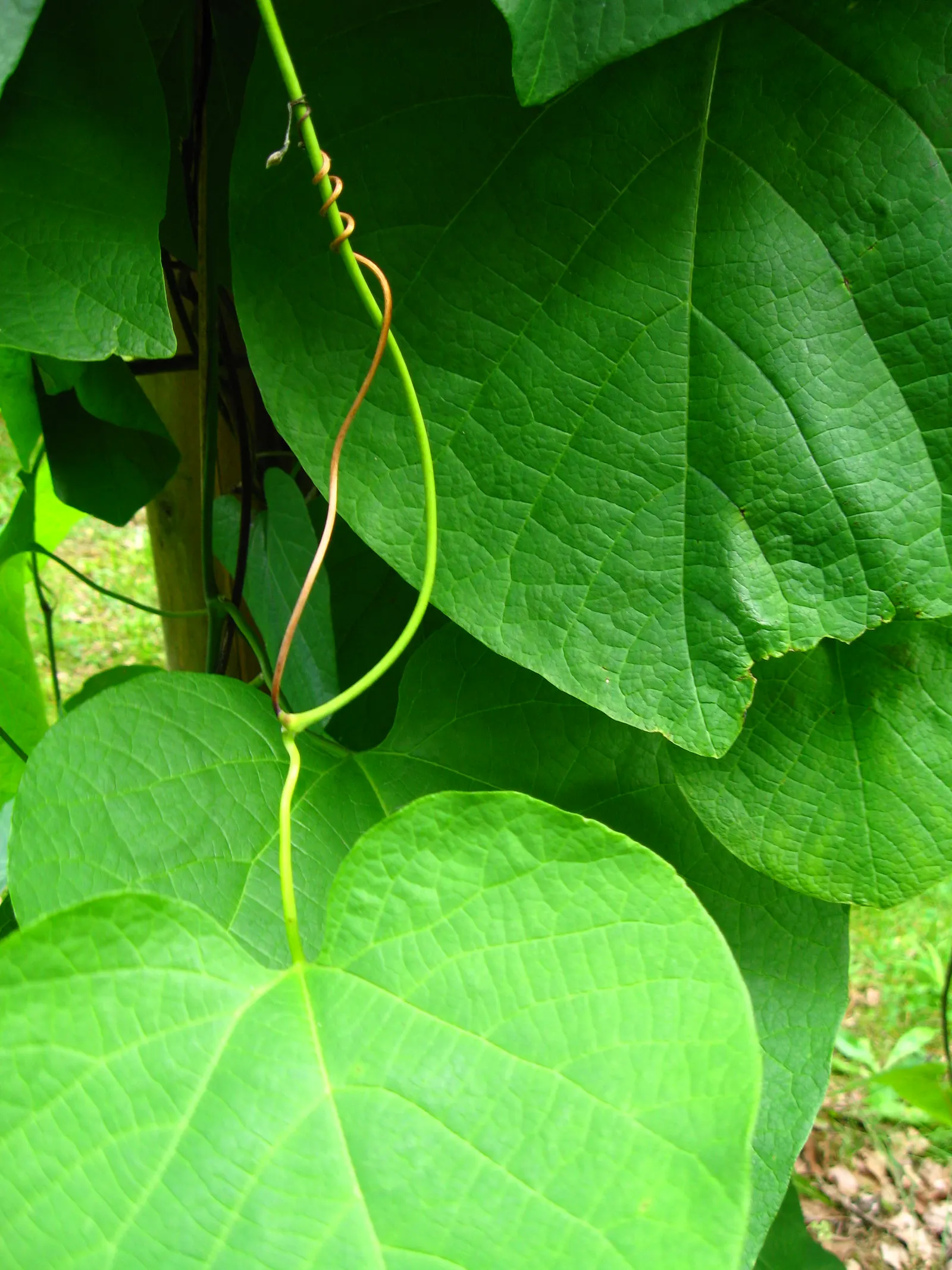 Dutchman's Pipe Vine (Aristolochia Durior) — scientifically known as Aristolochia durior; deciduous climber admired for its heart-shaped leaves