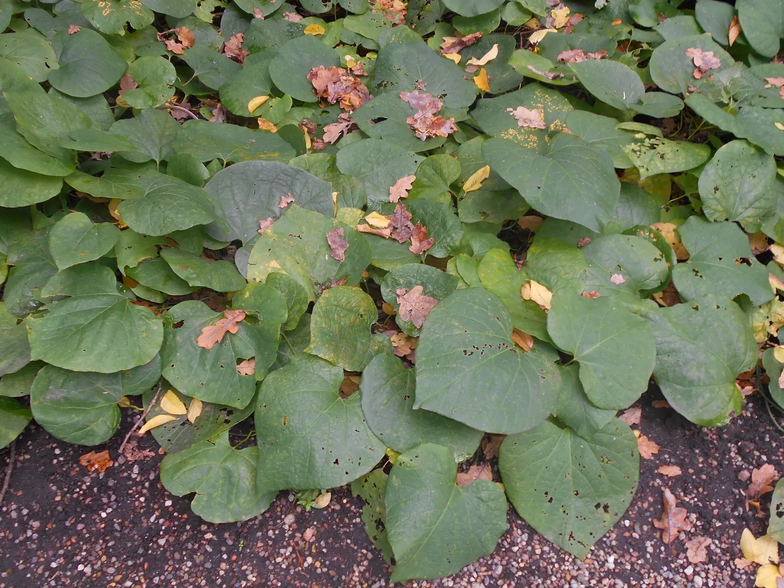 Dutchman's Pipe Vine (Aristolochia Durior) — which can span up to 12 inches wide; these leaves create a lush backdrop, making them ideal for creating private