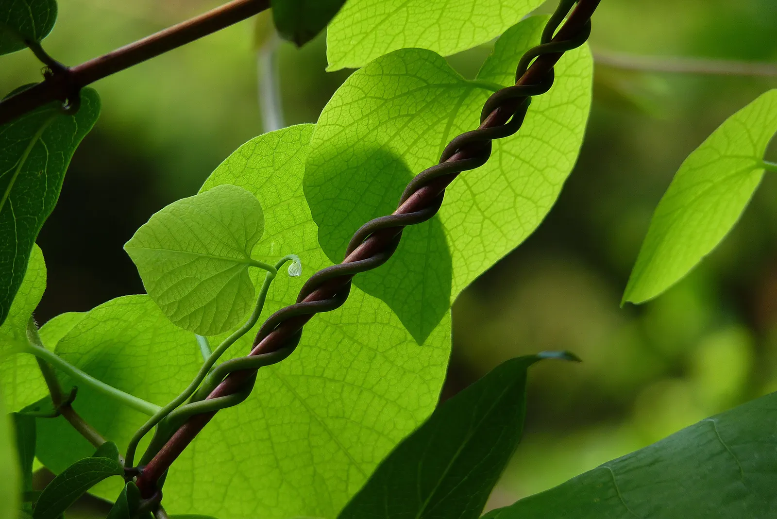 Dutchman's Pipe Vine (Aristolochia Durior) — Thriving in zones 4-8, it can reach heights of 20-30 feet; scientifically known as Aristolochia durior