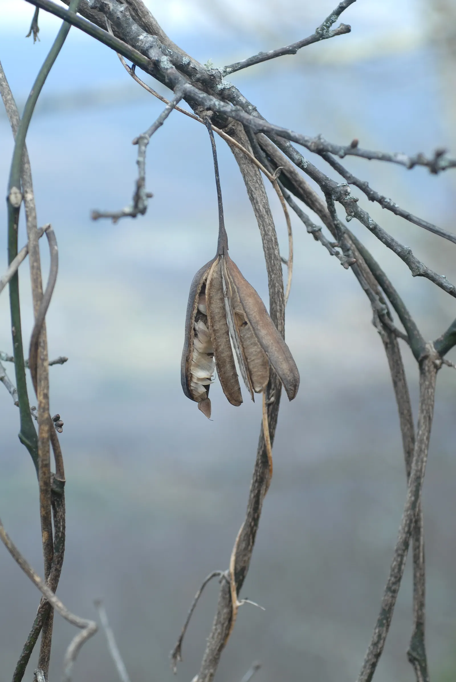 Dutchman's Pipe Vine (Aristolochia Durior) — vine for deep shade or full or half