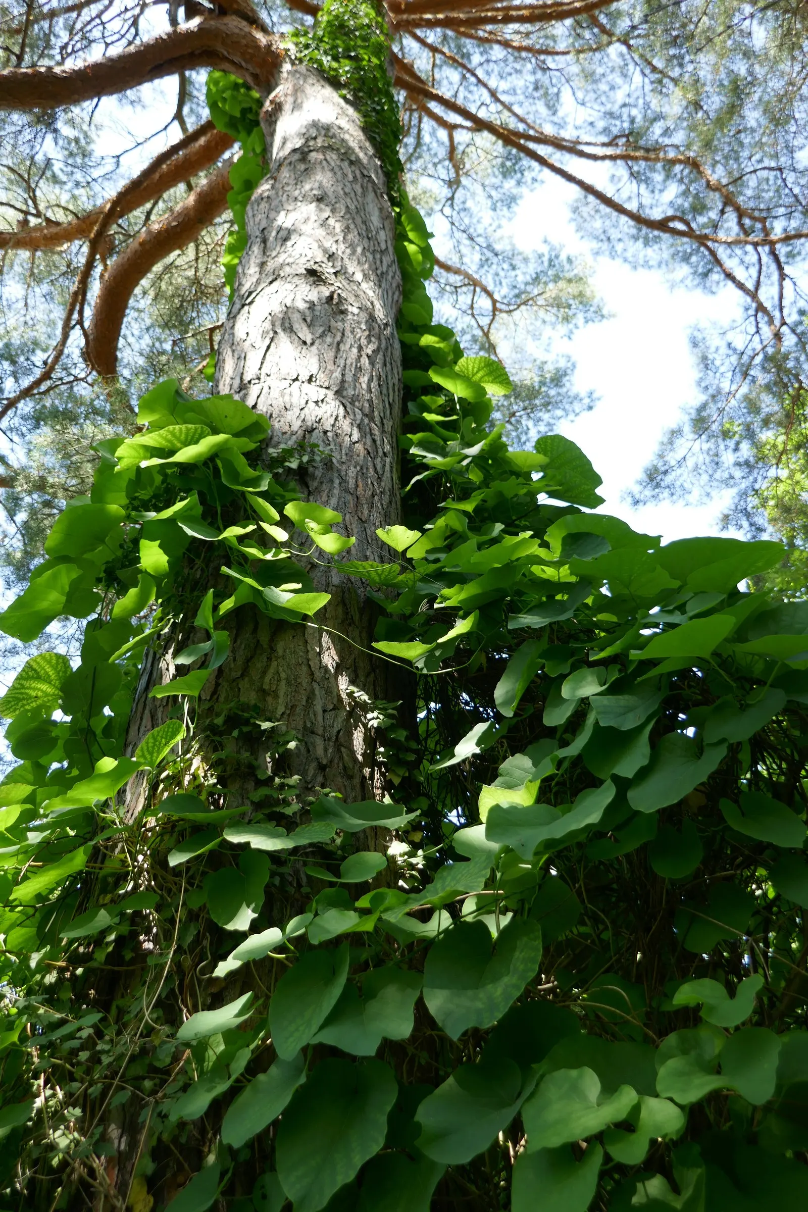 Dutchman's Pipe Vine (Aristolochia Durior) — the Dutchman's Pipe produces peculiar; the vine's twining growth habit allows it to climb structures, image 51
