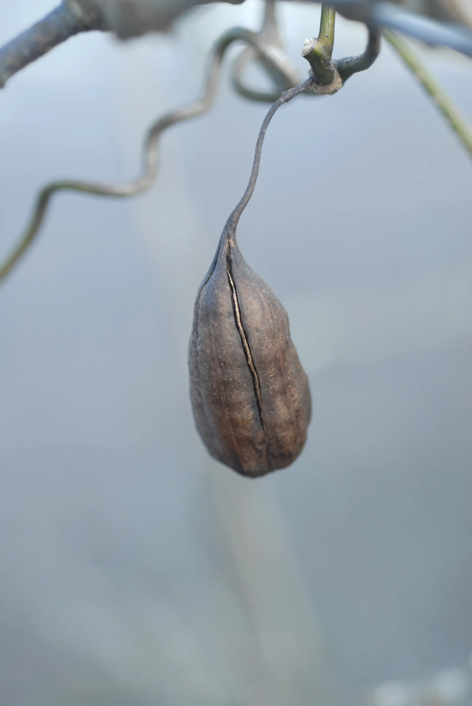 Dutchman's Pipe Vine (Aristolochia Durior) — which can span up to 12 inches wide