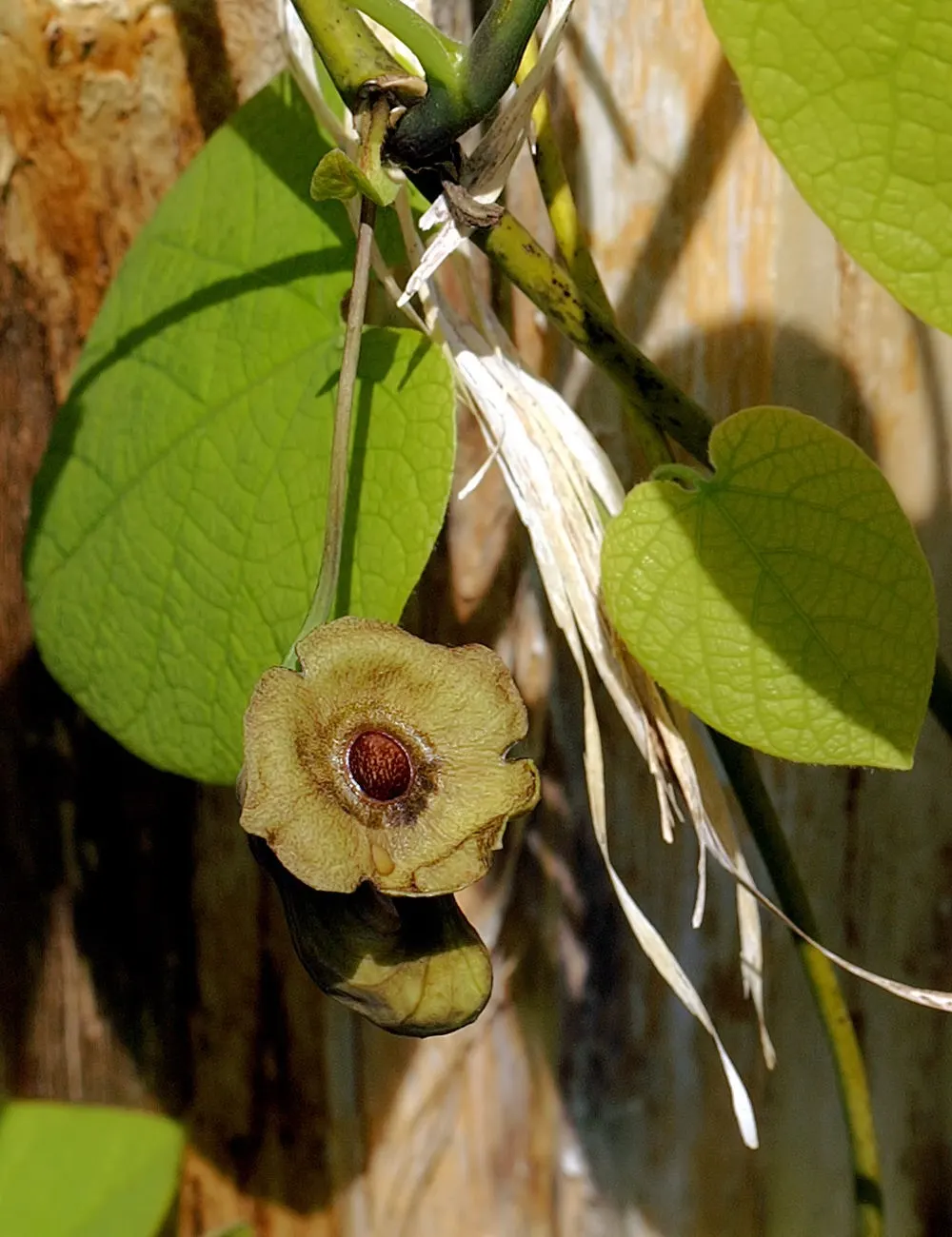 Dutchman's Pipe Vine (Aristolochia Durior) — These leaves create a lush backdrop, making them ideal for creating private, shaded areas in the garden