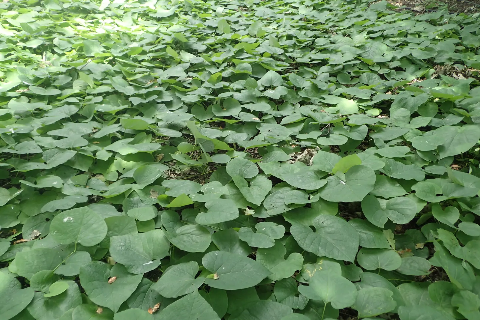 Dutchman's Pipe Vine (Aristolochia Durior) — yellow-brown to purplish flowers that resemble a traditional meerschaum pipe; vine for deep shade or, image 52