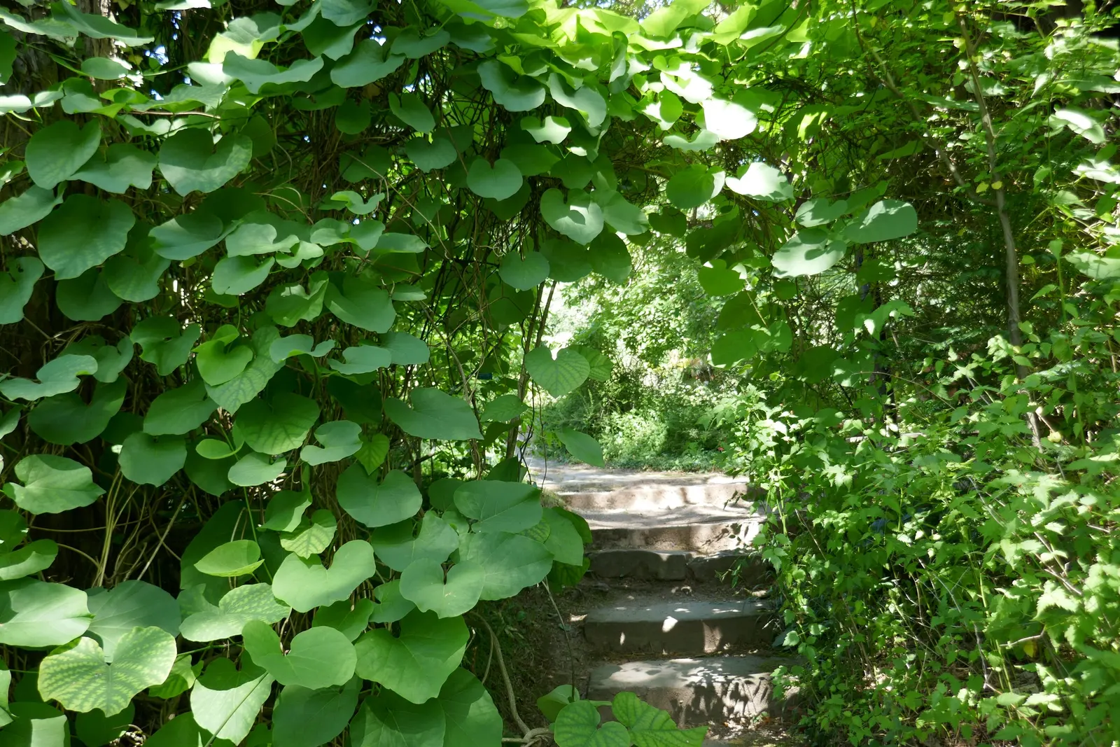 Dutchman's Pipe Vine (Aristolochia Durior) — These leaves create a lush backdrop, making them ideal for creating private, shaded areas in the, image 49