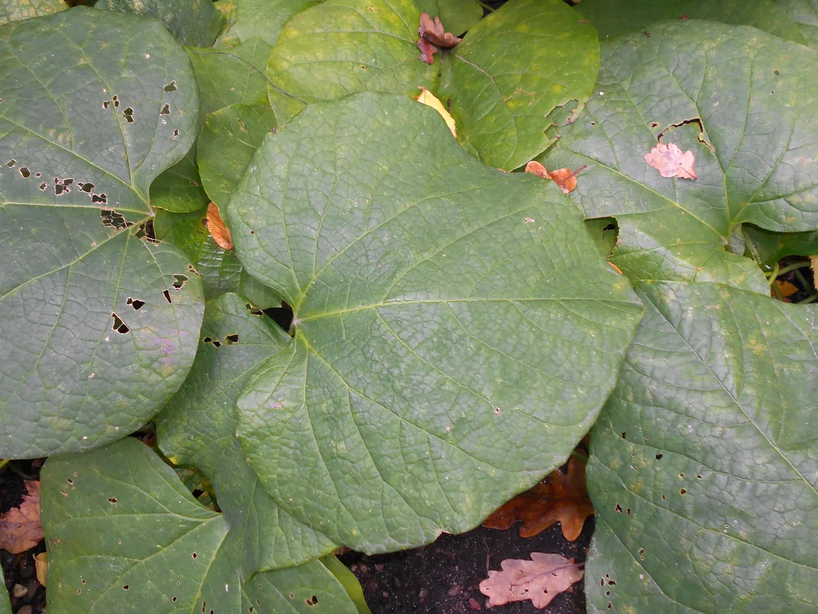 Dutchman's Pipe Vine (Aristolochia Durior) — vine with purple blooms