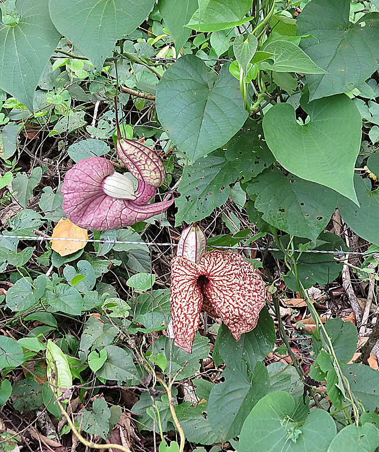 Dutchman's Pipe Vine (Aristolochia Durior) — These leaves create a lush backdrop, making them ideal for creating private, shaded areas in the garden; purple