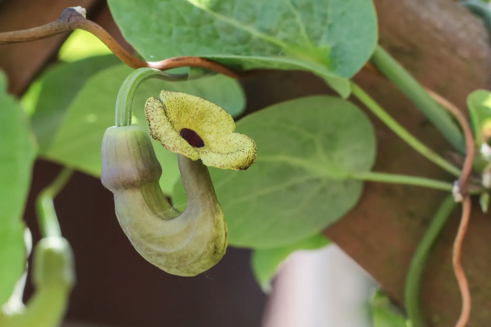 Dutchman's Pipe Vine (Aristolochia Durior) — deciduous climber admired for its heart-shaped leaves