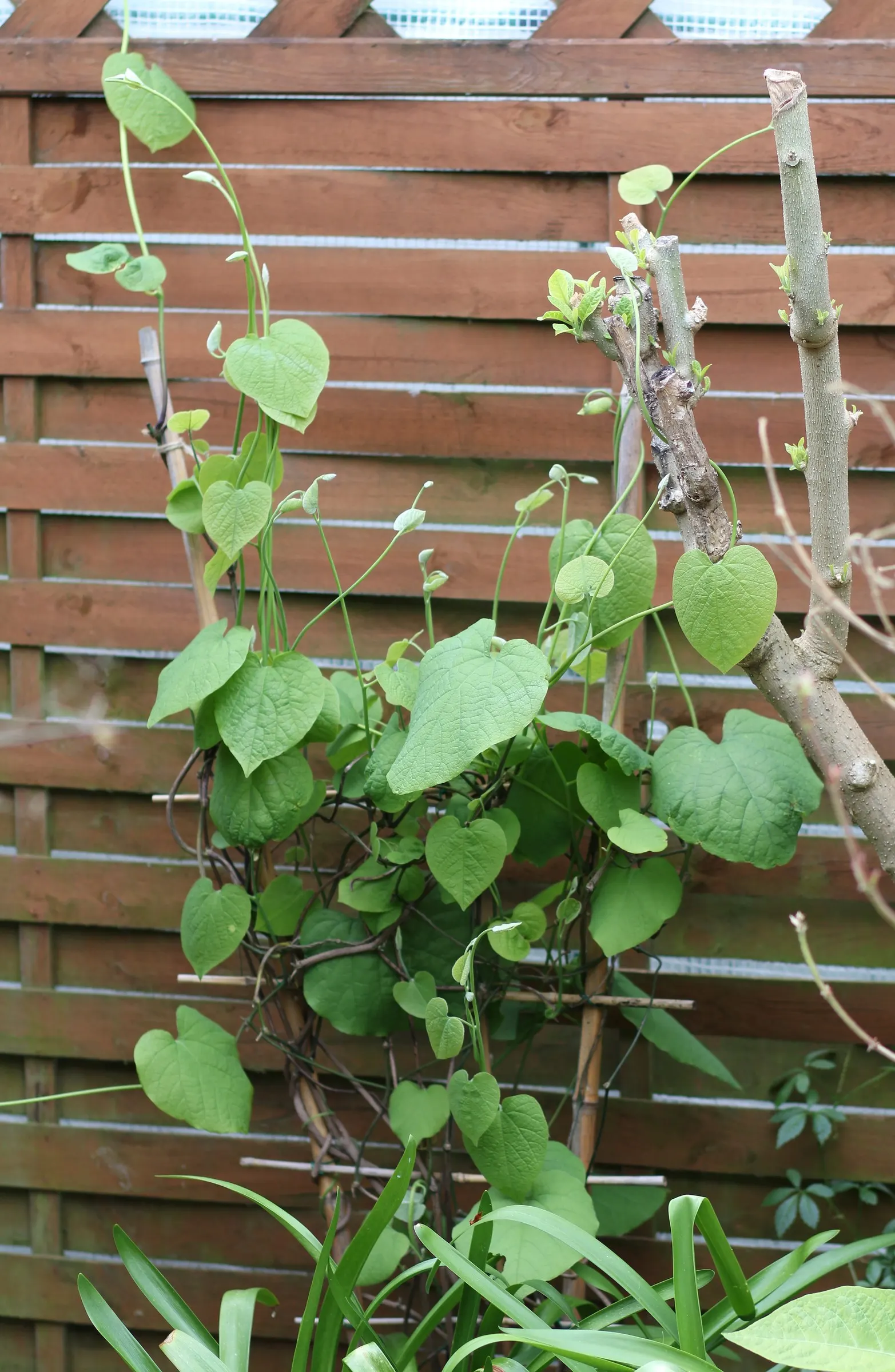Dutchman's Pipe Vine (Aristolochia Durior) — scientifically known as Aristolochia durior; deciduous climber admired for its heart-shaped leaves, image 44