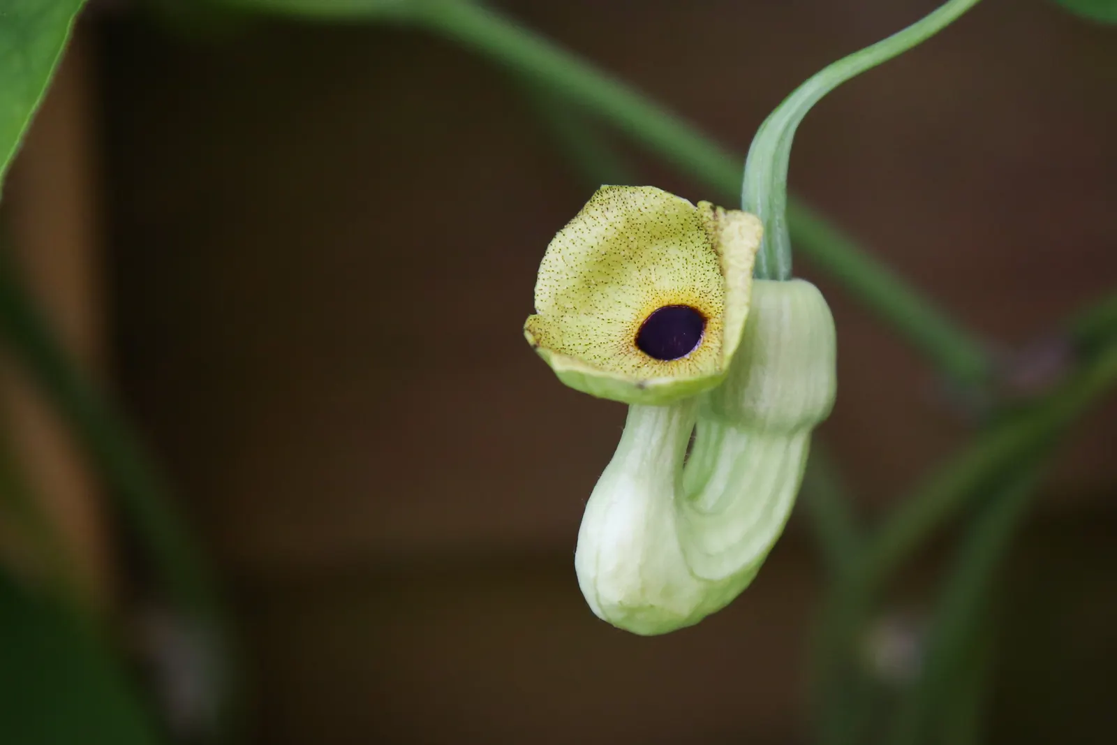 Dutchman's Pipe Vine (Aristolochia Durior) — Each flower measures approximately 2 to 3 inches in length