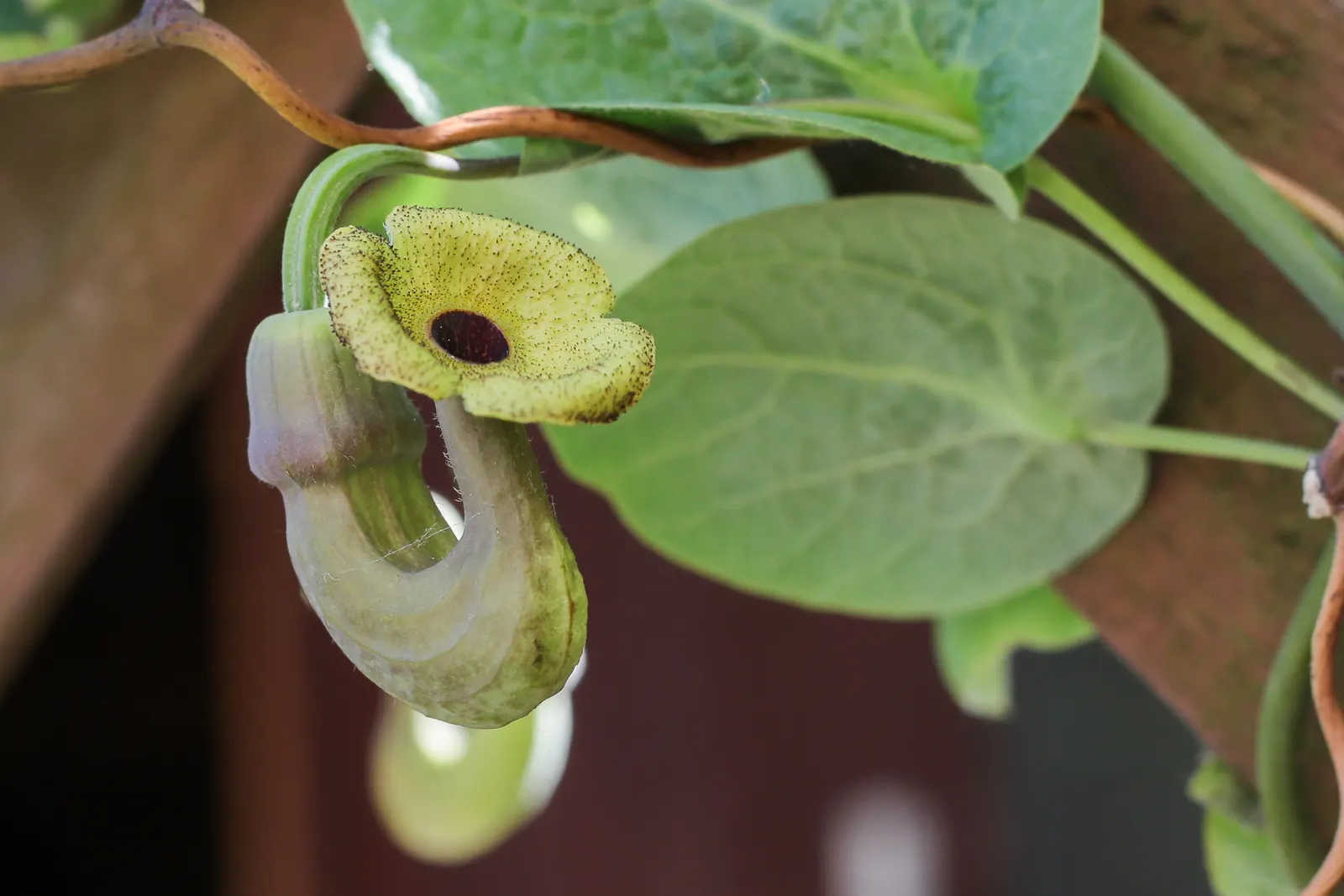 Dutchman's Pipe Vine (Aristolochia Durior) — heart-shaped leaves that grow from 6 to 12 inches wide; this vine showcases unusual, pipe-shaped, image 47