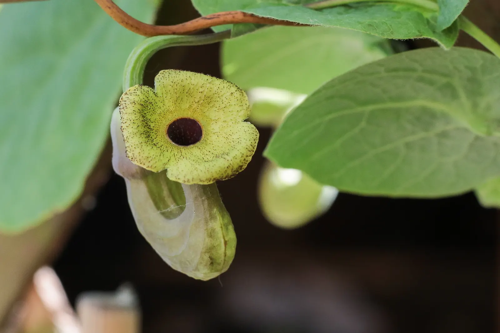 Dutchman's Pipe Vine (Aristolochia Durior) — The vine's twining growth habit allows it to climb structures with ease