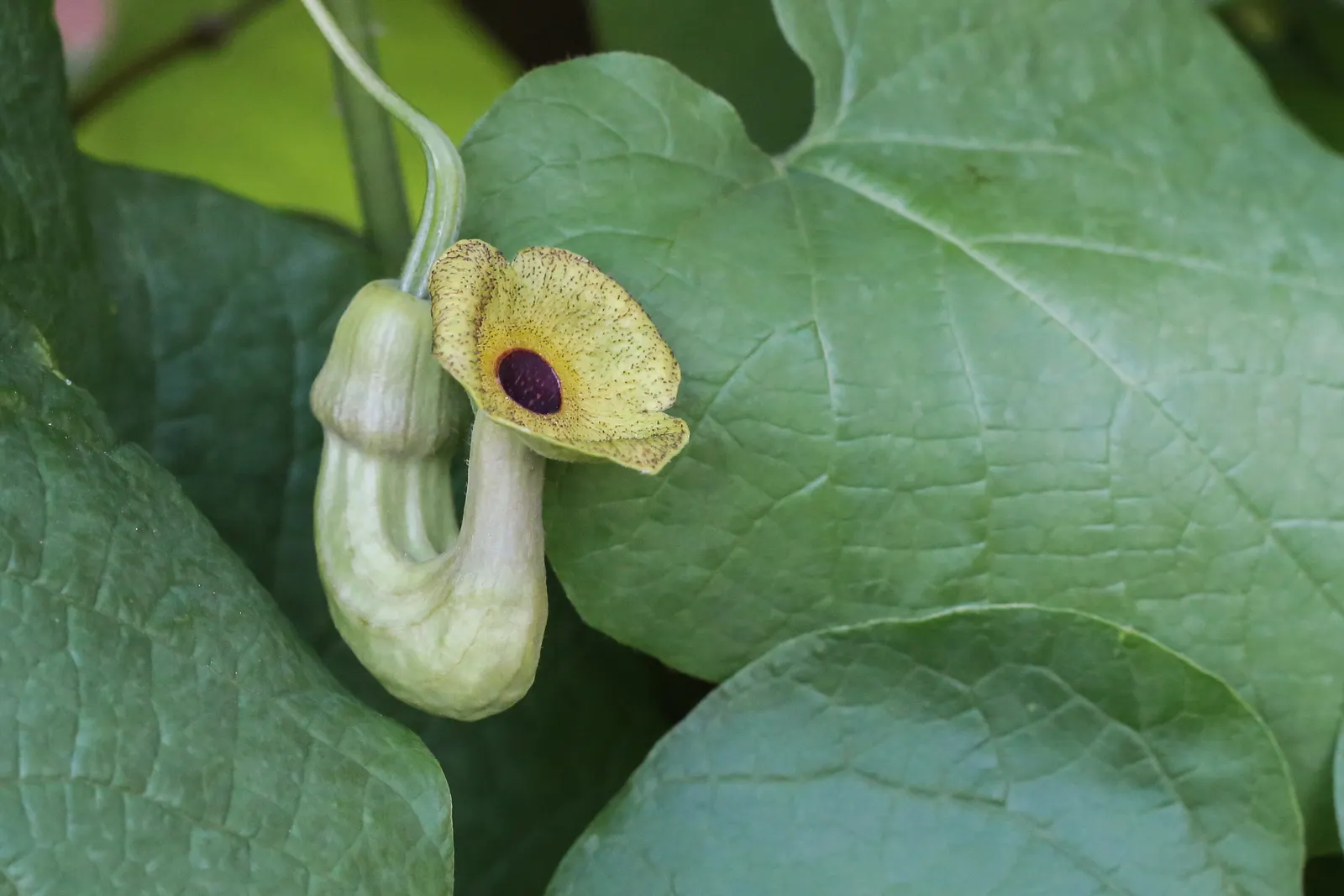 Dutchman's Pipe Vine (Aristolochia Durior) — is a captivating deciduous vine noted for its vigorous growth and unique