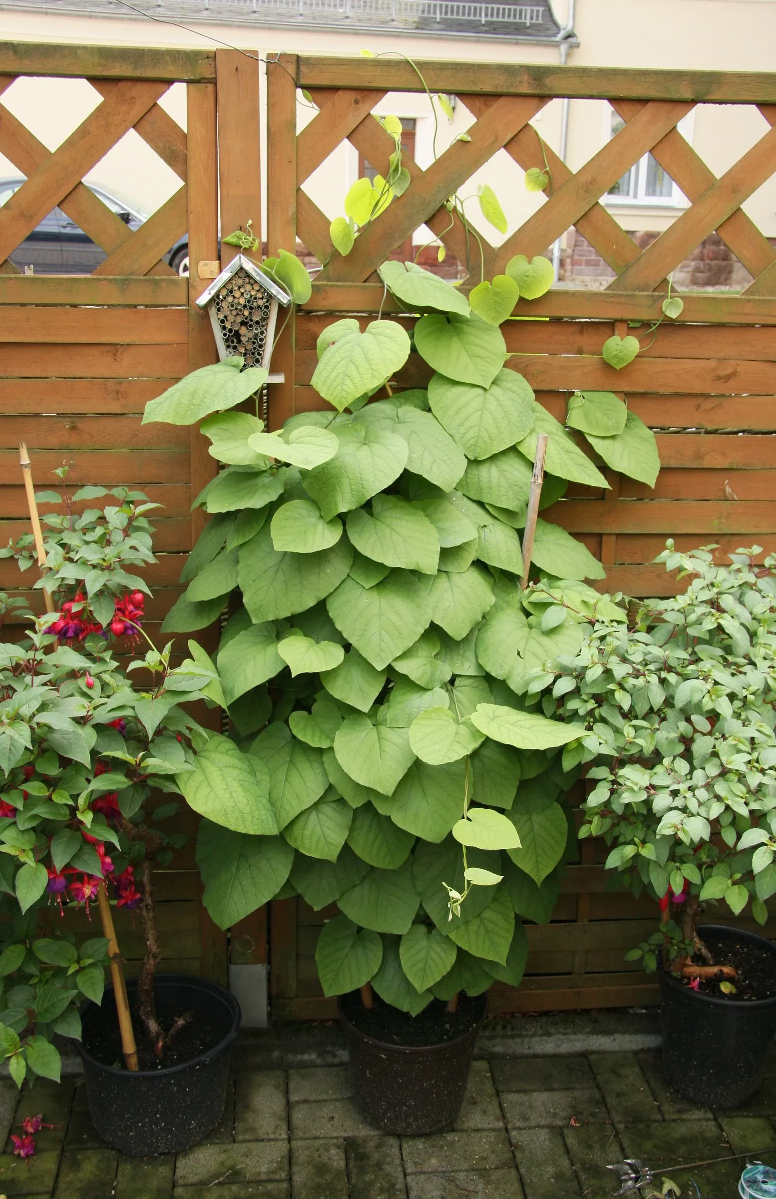 Dutchman's Pipe Vine (Aristolochia Durior) — deciduous climber admired for its heart-shaped leaves; thriving in zones 4-8, it can reach heights of, image 39