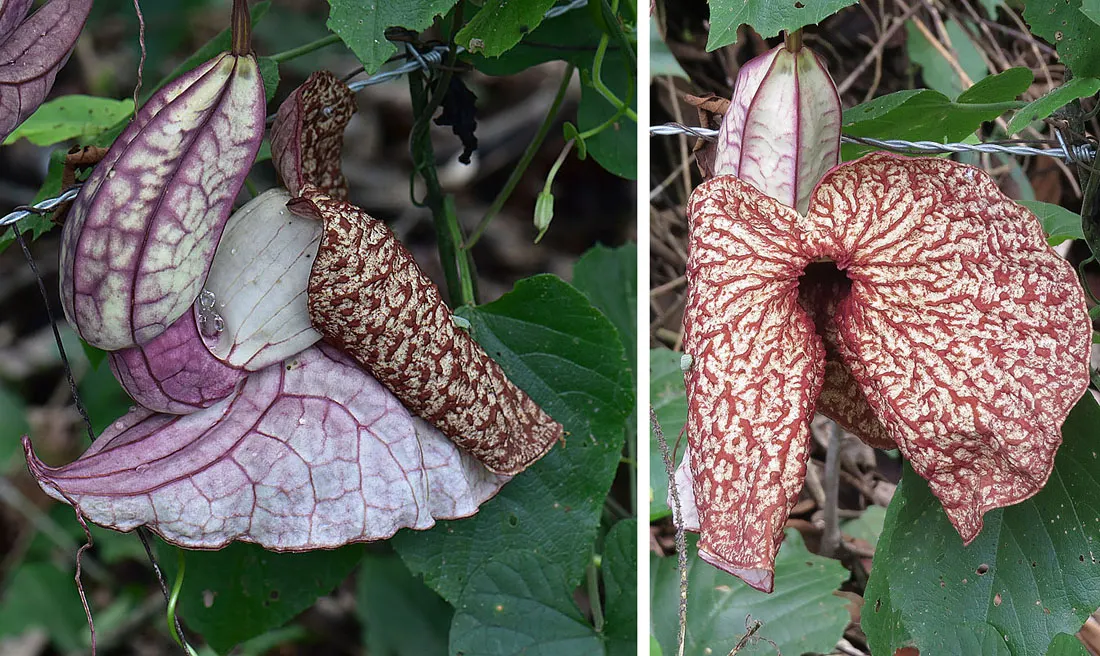 Dutchman's Pipe Vine (Aristolochia Durior) — It is drought-tolerant once established and requires minimal maintenance; yellow-brown to purplish flowers that
