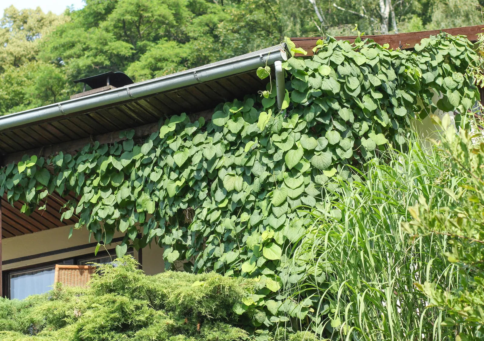 Dutchman's Pipe Vine (Aristolochia Durior) — is a captivating deciduous vine noted for its vigorous growth and unique; it thrives in USDA Hardiness Zones 4