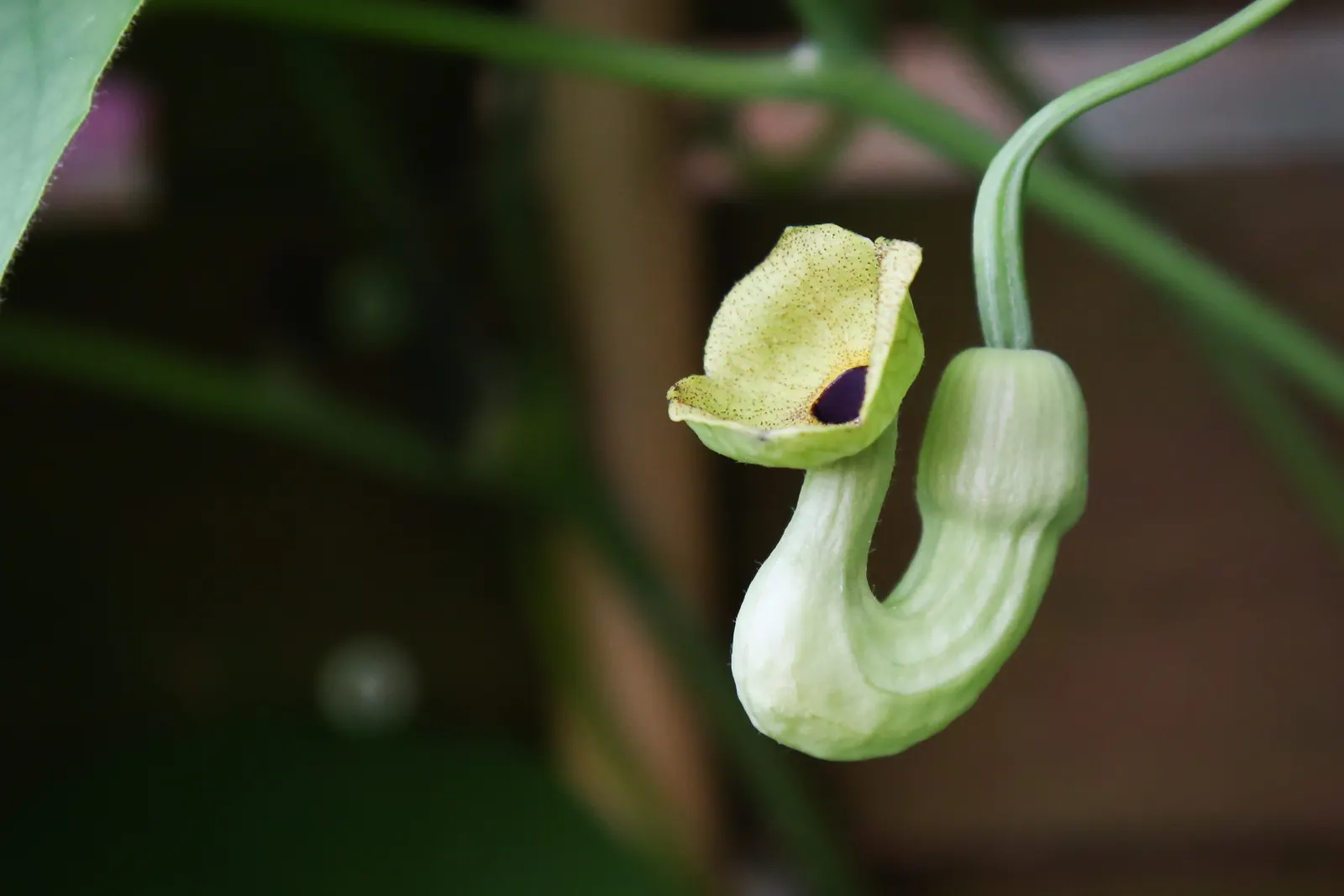 Dutchman's Pipe Vine (Aristolochia Durior) — This vine showcases unusual, pipe-shaped flowers measuring 2-3 inches long, predominantly in spring; vine with