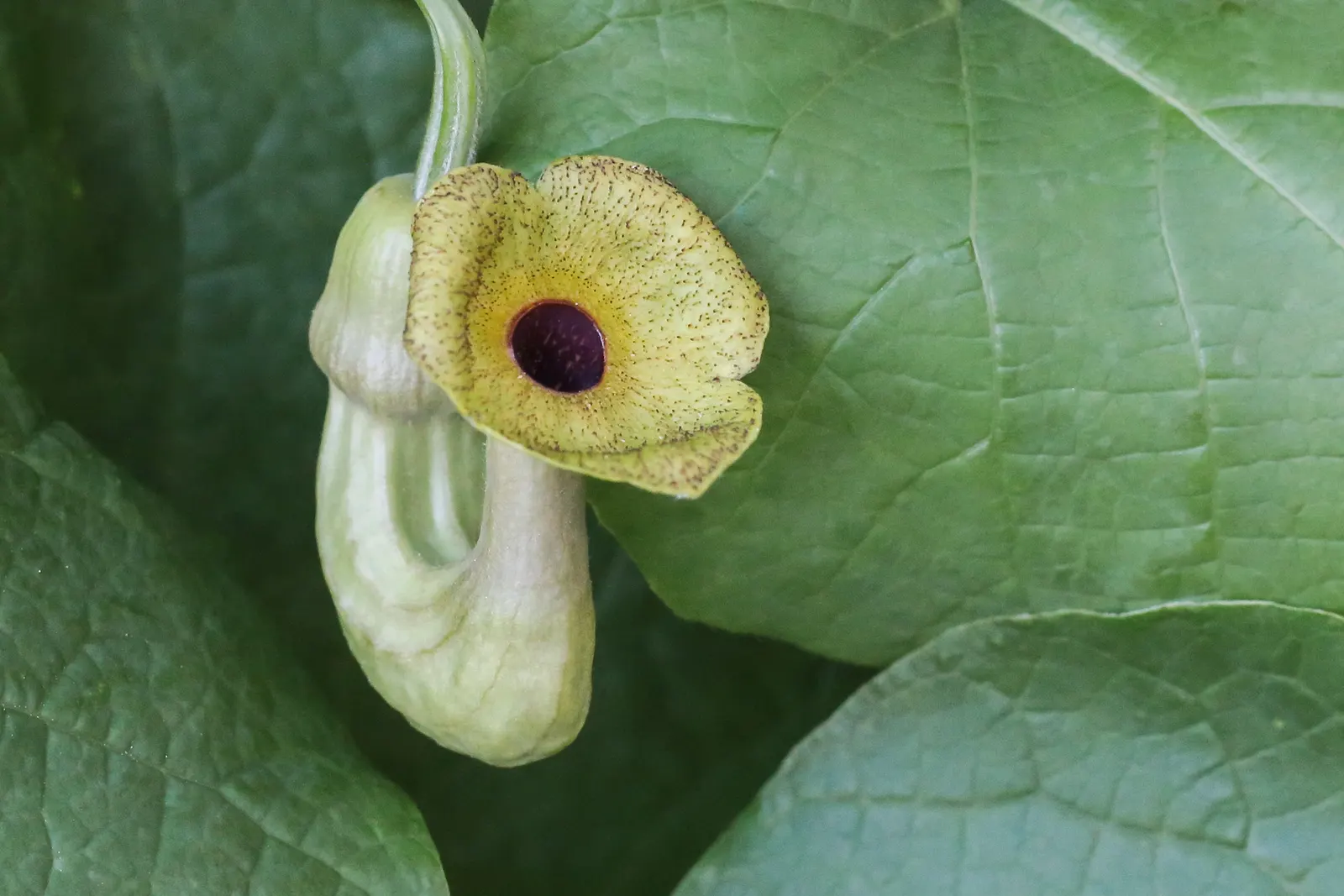 Dutchman's Pipe Vine (Aristolochia Durior) — The vine's twining growth habit allows it to climb structures with ease; ideal for arbors and fences, it requires
