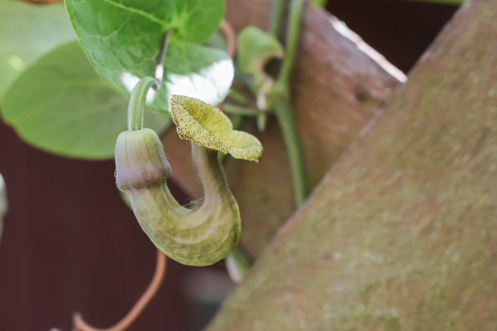 Dutchman's Pipe Vine (Aristolochia Durior) — Ideal for arbors and fences, it requires well-drained soil and partial to full sun exposure; the, image 43