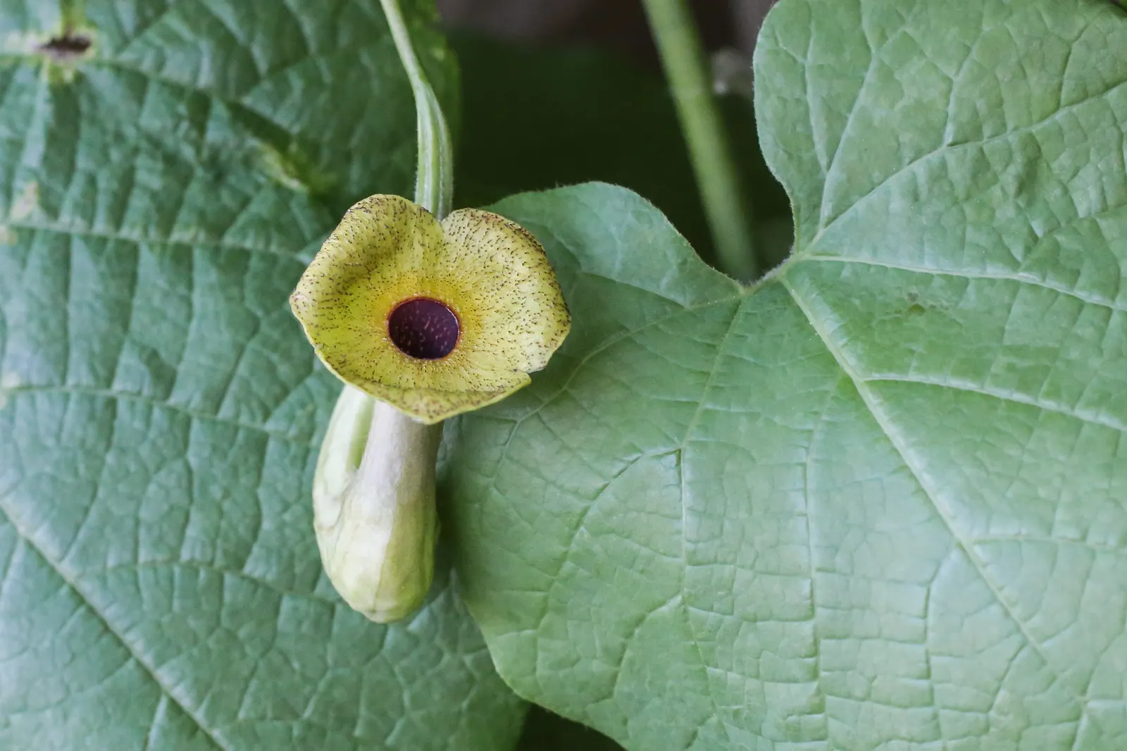 Dutchman's Pipe Vine (Aristolochia Durior) — Ideal for arbors and fences, it requires well-drained soil and partial to full sun exposure