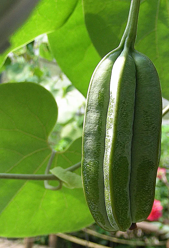 Dutchman's Pipe Vine (Aristolochia Durior) — heart-shaped leaves that grow from 6 to 12 inches wide; this vine showcases unusual, pipe-shaped flowers measuring