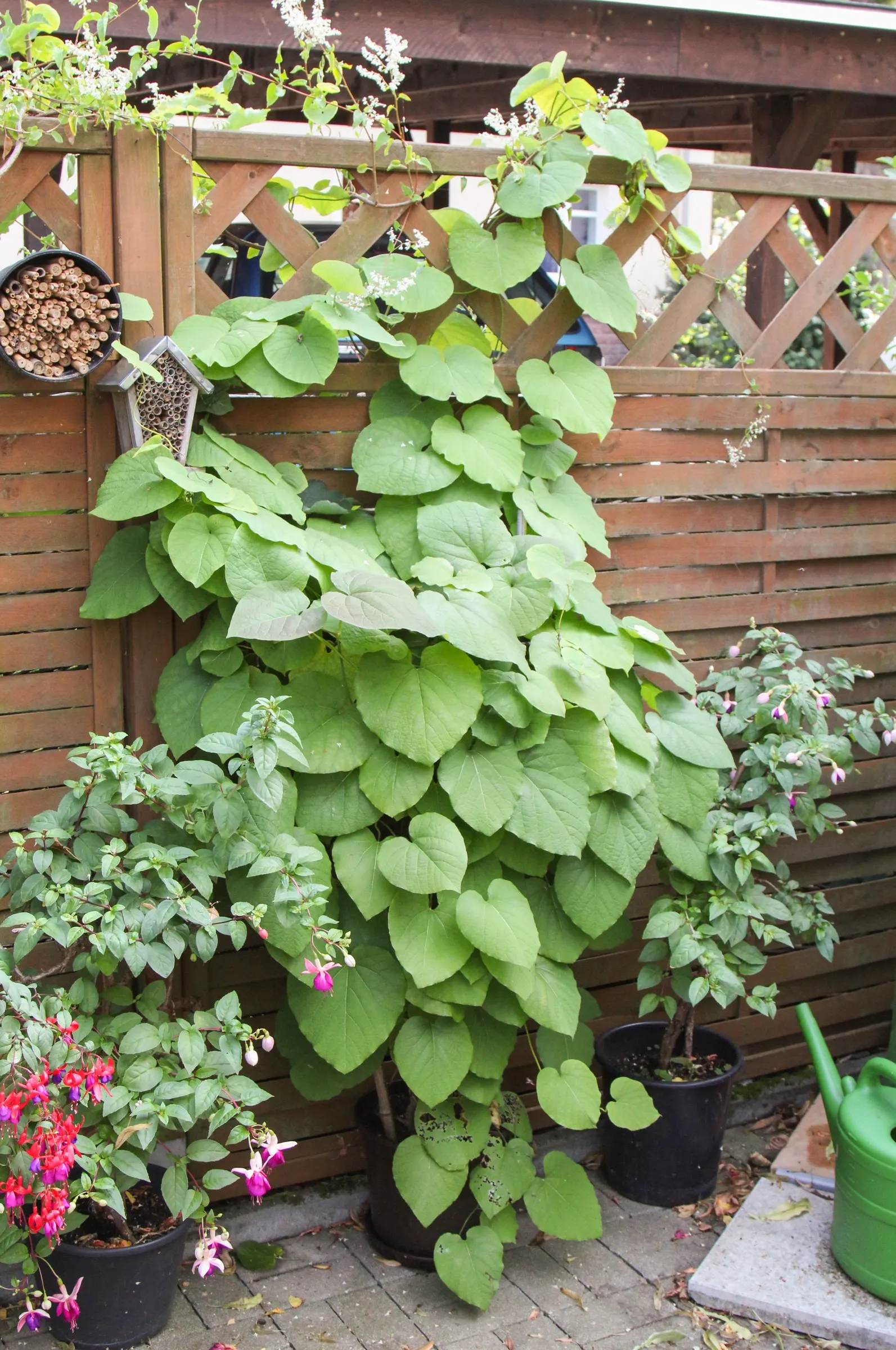 Dutchman's Pipe Vine (Aristolochia Durior) — Ideal for arbors and fences, it requires well-drained soil and partial to full sun exposure; the Dutchman's Pipe