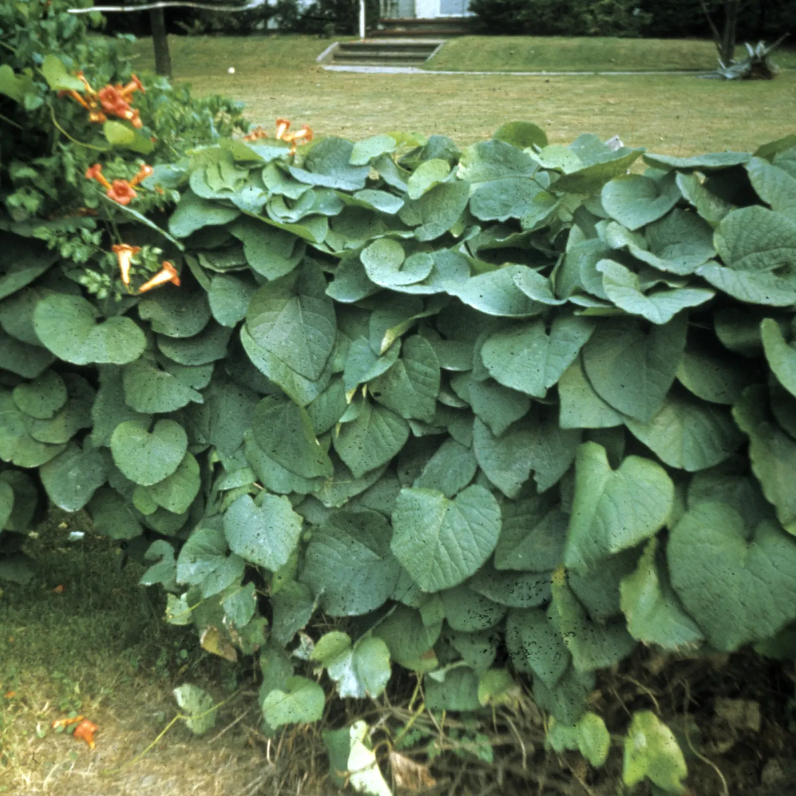 Dutchman's Pipe Vine (Aristolochia Durior) — It is drought-tolerant once established and requires minimal maintenance