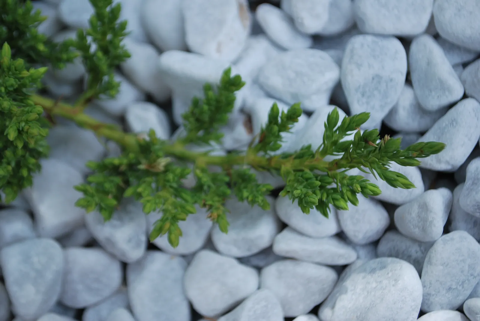 Dwarf Japanese Garden Juniper (Juniperus Procumbens 'Nana') — This low growth habit makes it an ideal choice for ground cover; making it a great selection for