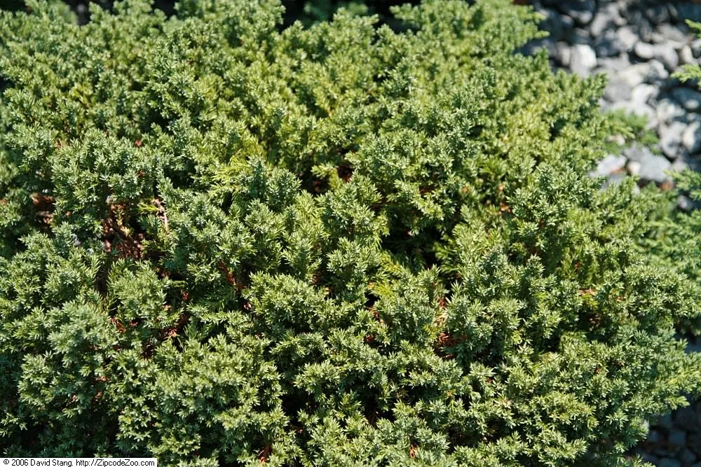 Dwarf Japanese Garden Juniper (Juniperus Procumbens 'Nana') — with a height of about 6-12 inches and a spread of 4-6 feet