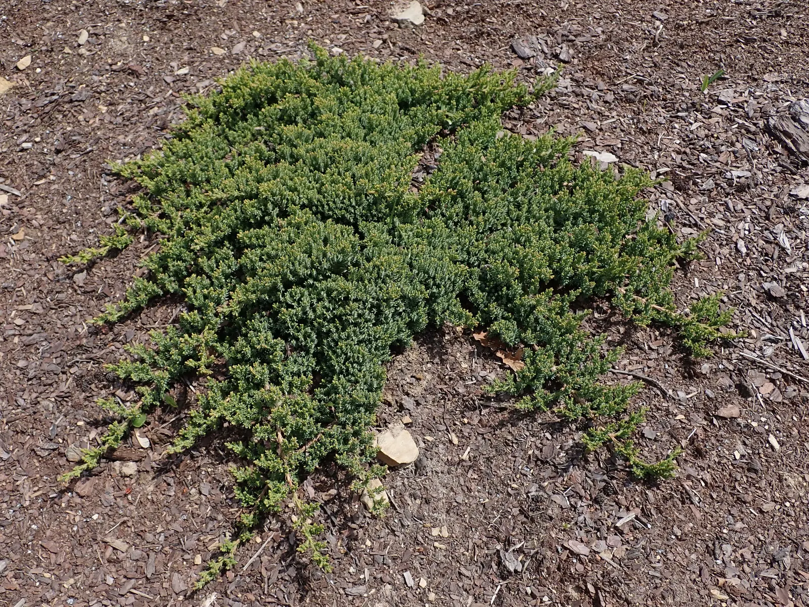 Dwarf Japanese Garden Juniper (Juniperus Procumbens 'Nana') — deep green hue and generally hugs close to the ground