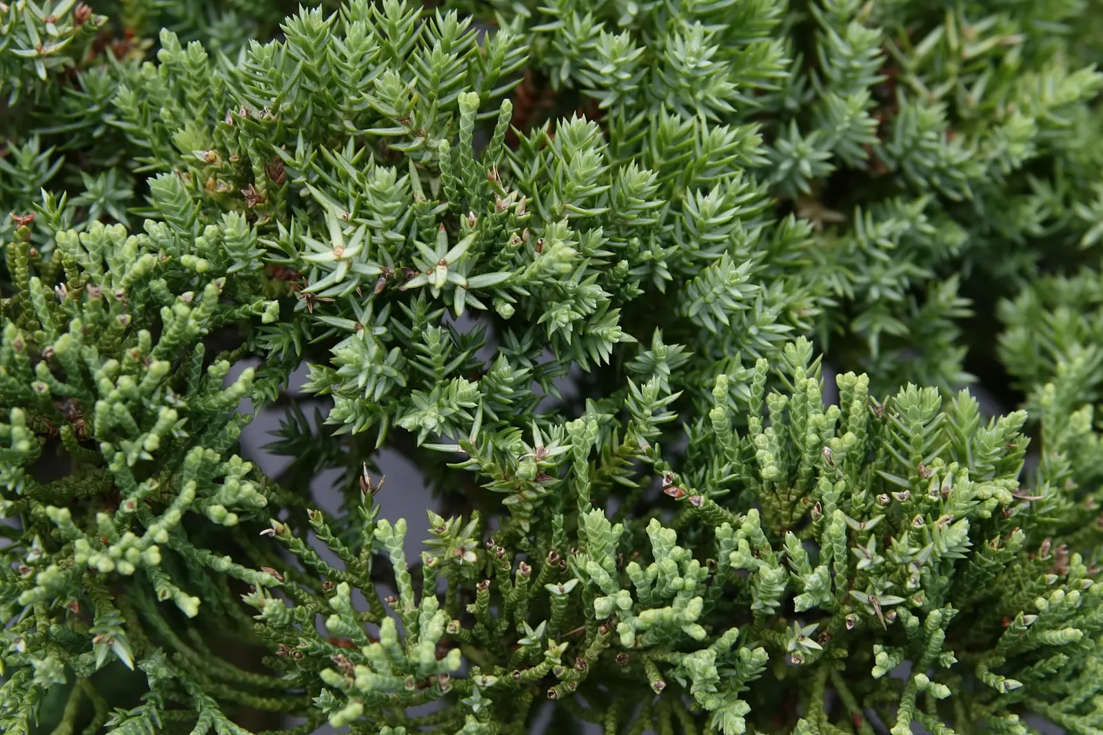 Dwarf Japanese Garden Juniper (Juniperus Procumbens 'Nana') — needle-like foliage provides a rich; the Juniperus procumbens 'Nana' is relatively low-maintenance