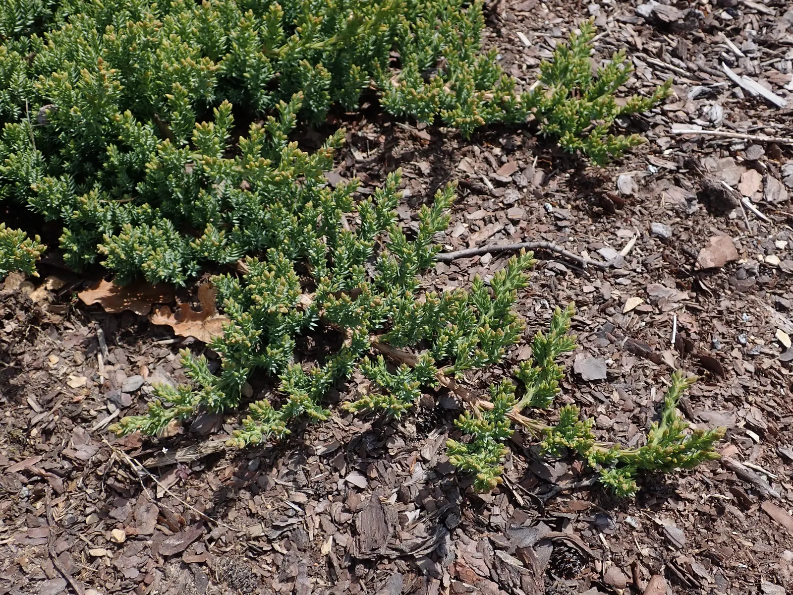 Dwarf Japanese Garden Juniper (Juniperus Procumbens 'Nana') — Notably hardy, this cultivar is perfect for adding robust greenery, particularly in USDA