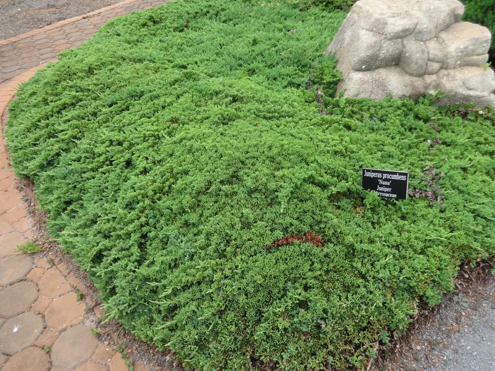 Dwarf Japanese Garden Juniper (Juniperus Procumbens 'Nana') — the Dwarf Japanese Garden Juniper adds not only visual appeal but also resilience to your garden