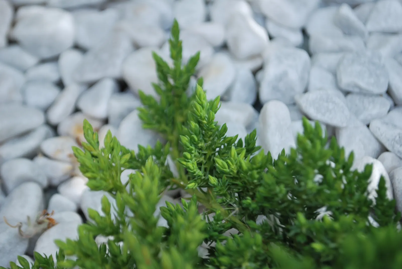 Dwarf Japanese Garden Juniper (Juniperus Procumbens 'Nana') — reaching just 6 to 12 inches in height at maturity; notably hardy, this cultivar is perfect for