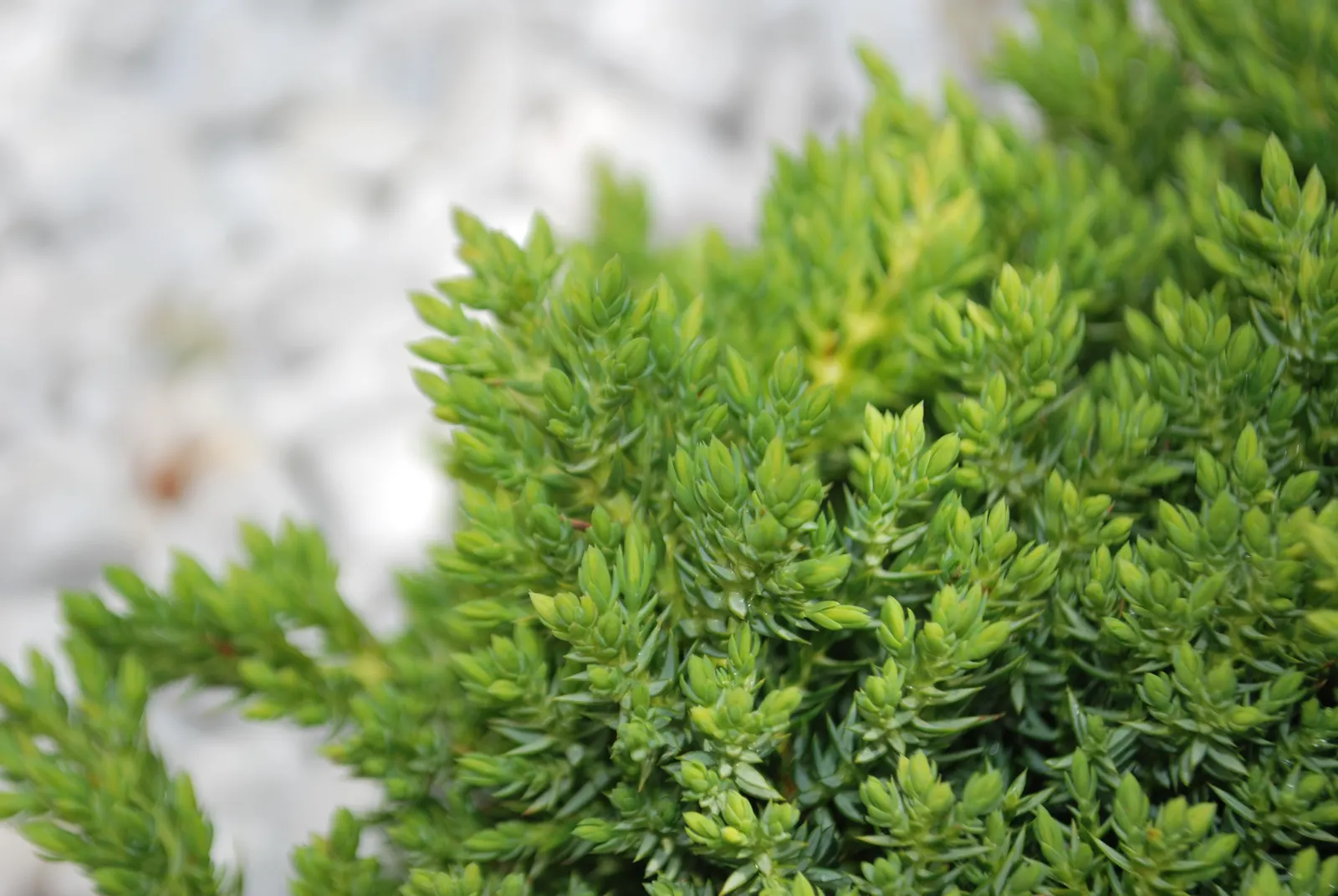Dwarf Japanese Garden Juniper (Juniperus Procumbens 'Nana') — conifer / ground cover / shrub for full