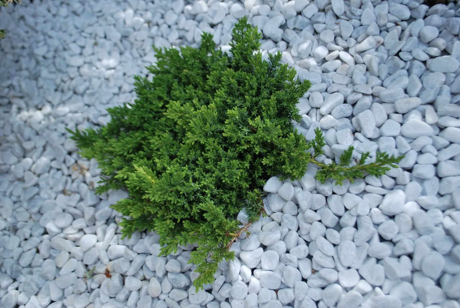Dwarf Japanese Garden Juniper (Juniperus Procumbens 'Nana') — while spreading outward up to 6 feet