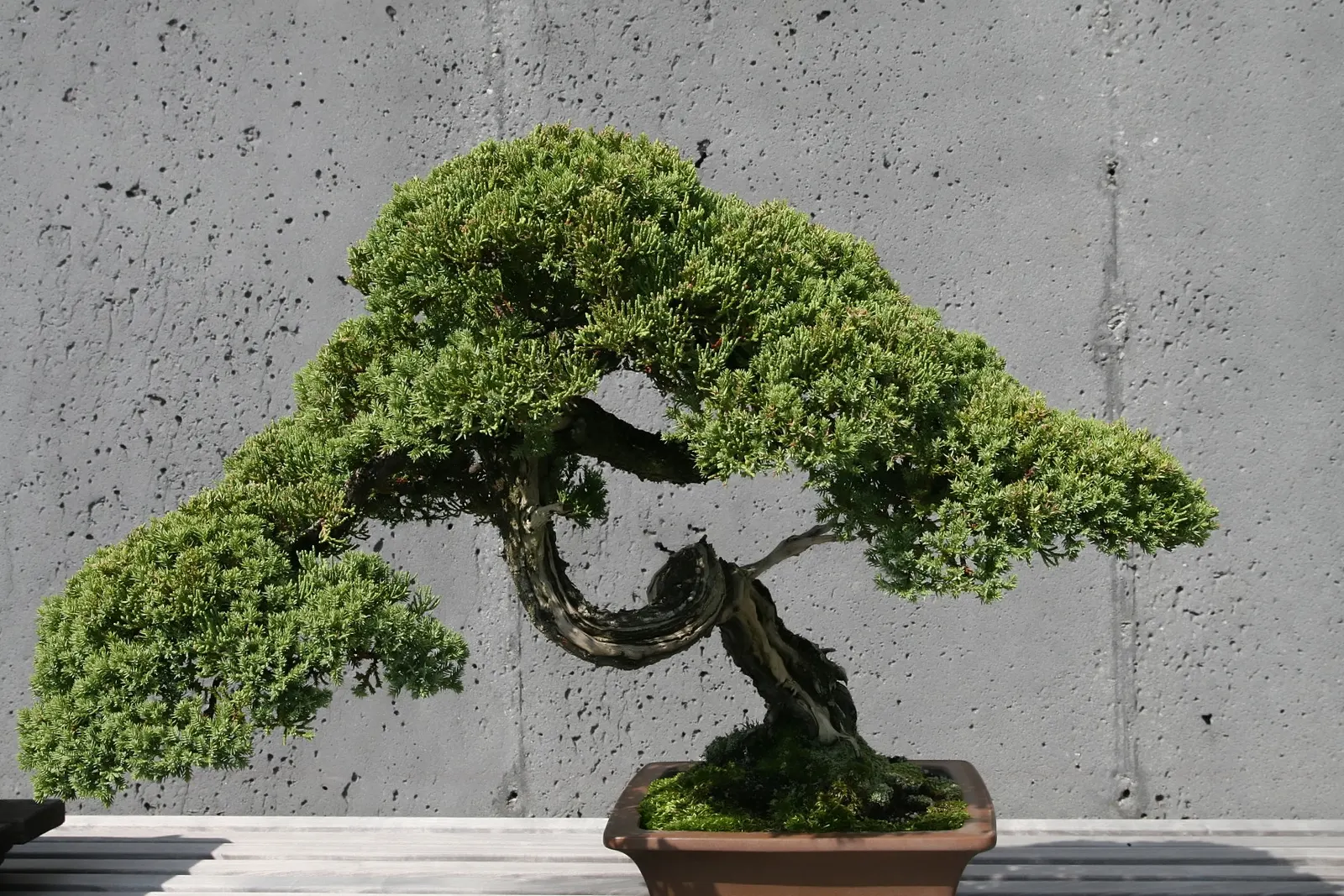 Dwarf Japanese Garden Juniper (Juniperus Procumbens 'Nana') — perfect for rock gardens or cascading over walls; the Juniperus procumbens 'Nana' is relatively