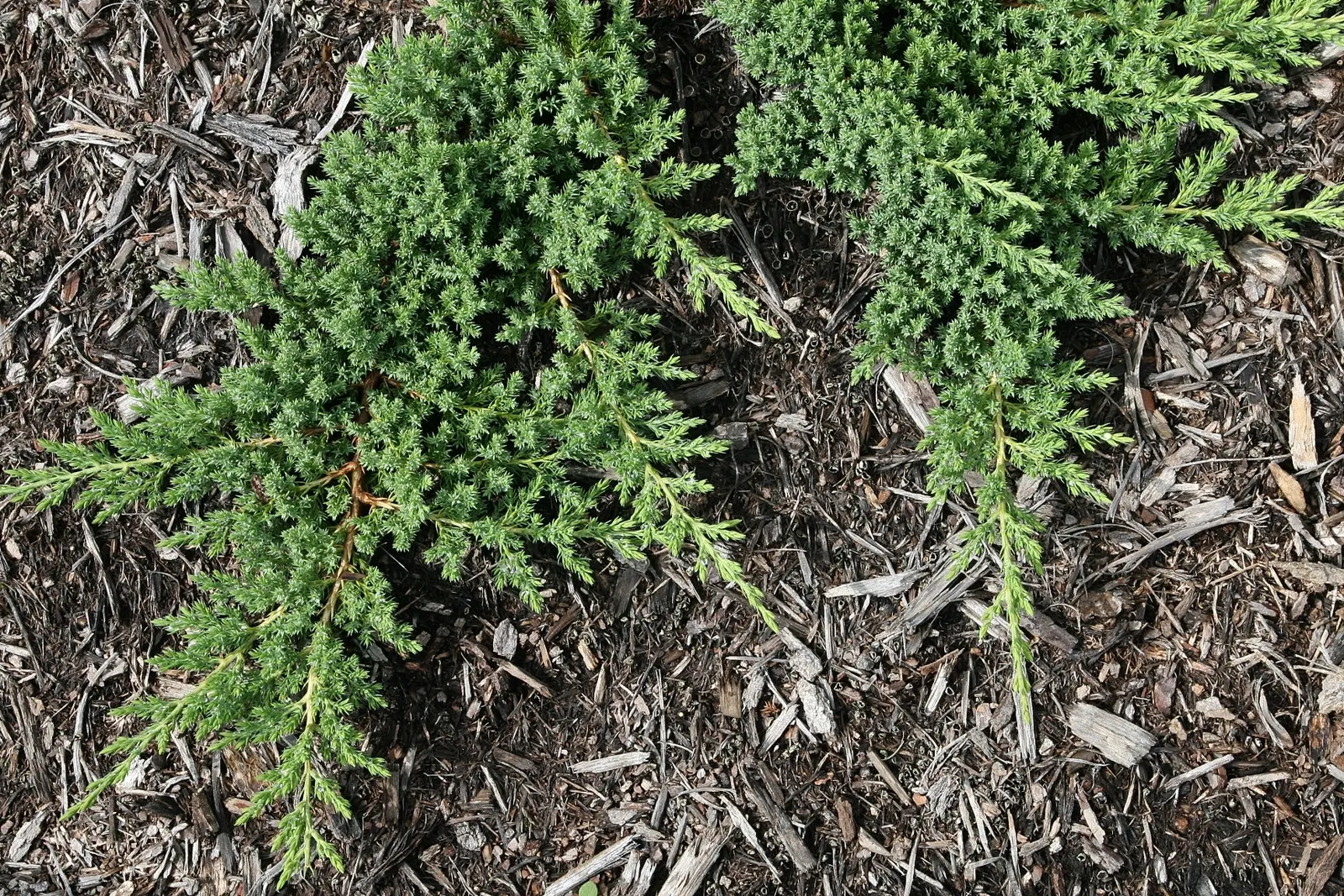 Dwarf Japanese Garden Juniper (Juniperus Procumbens 'Nana') — reaching just 6 to 12 inches in height at maturity