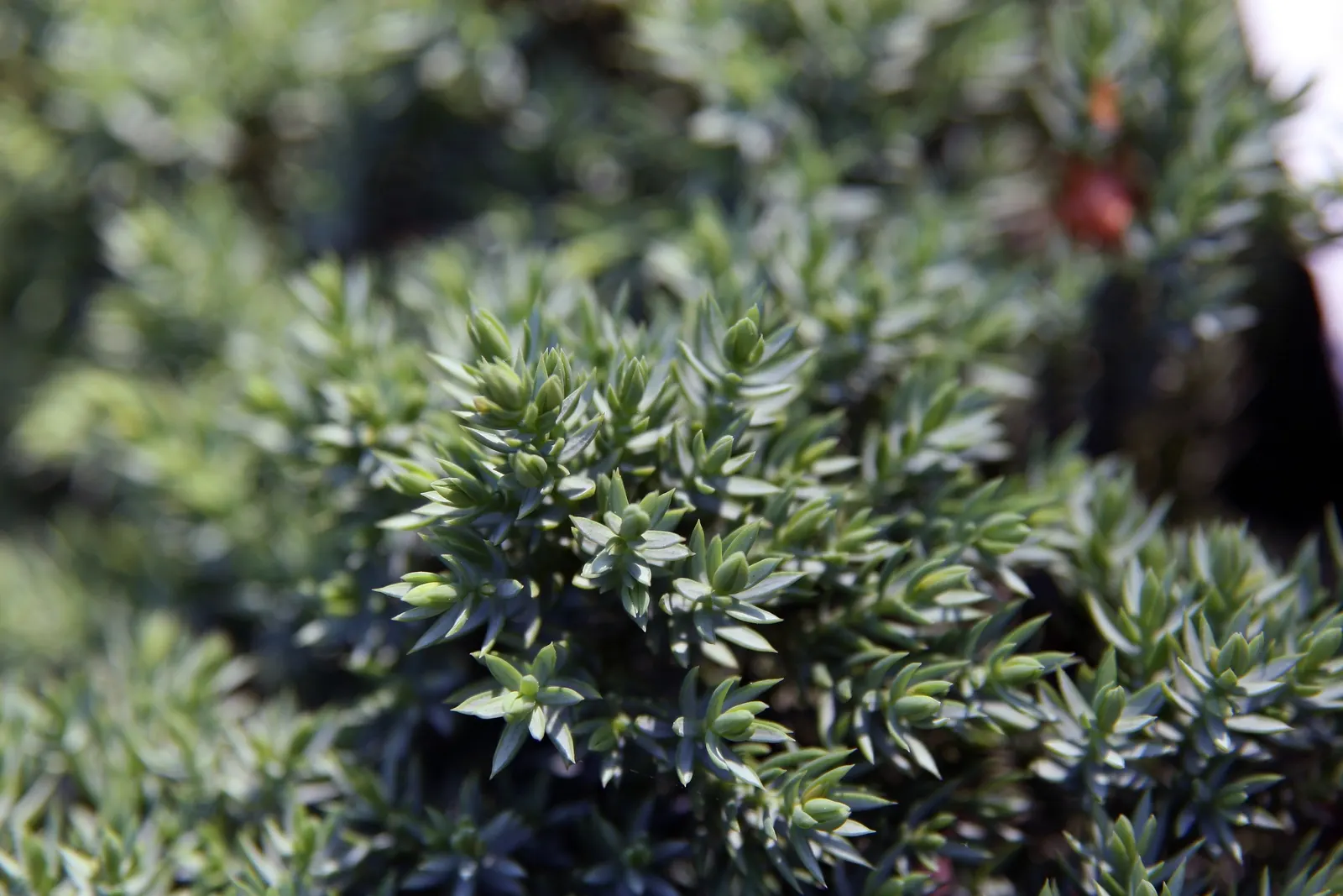 Dwarf Japanese Garden Juniper (Juniperus Procumbens 'Nana') — with a height of about 6-12 inches and a spread of 4-6 feet; making it a great selection for both
