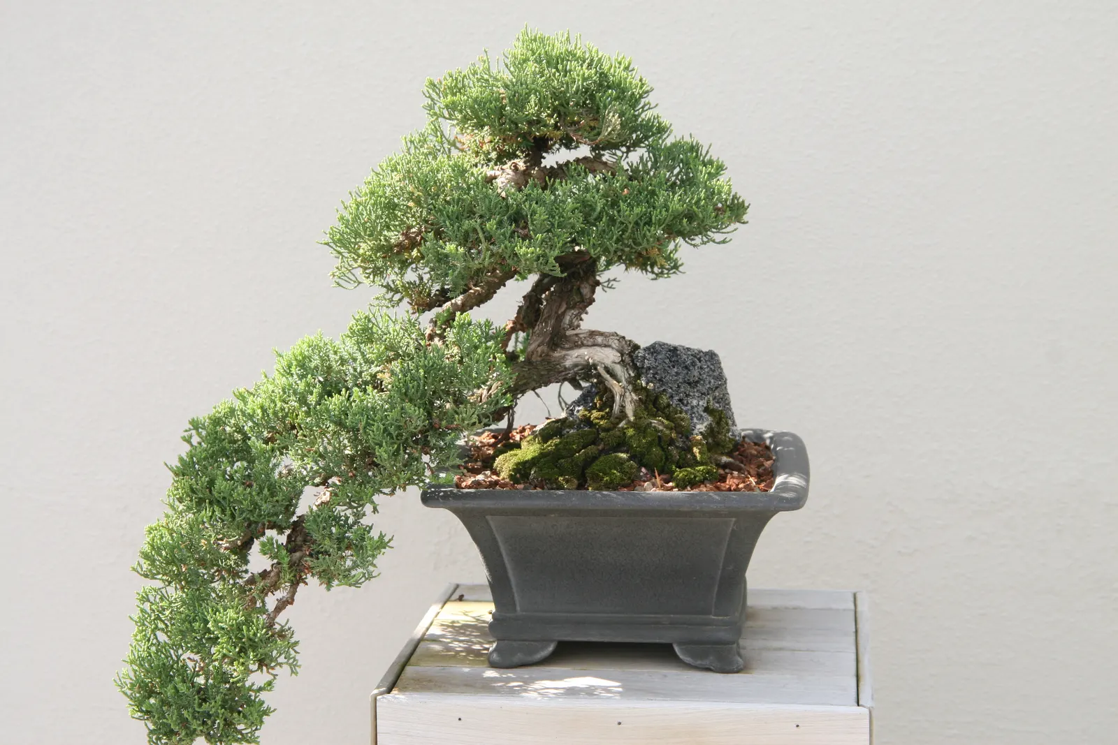 Dwarf Japanese Garden Juniper (Juniperus Procumbens 'Nana') — deep green hue and generally hugs close to the ground; making it a great selection for both