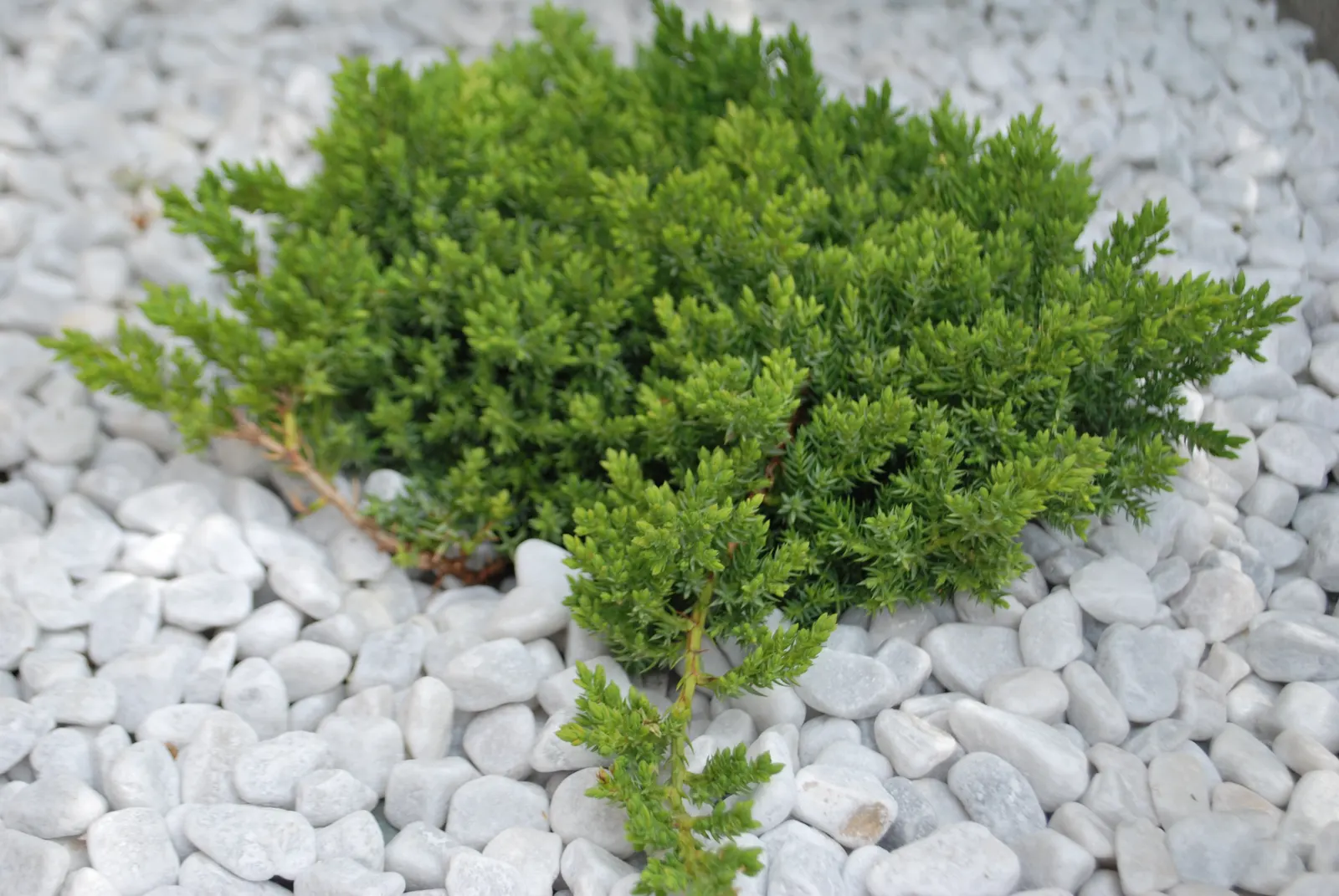 Dwarf Japanese Garden Juniper (Juniperus Procumbens 'Nana') — needle-like foliage provides a rich