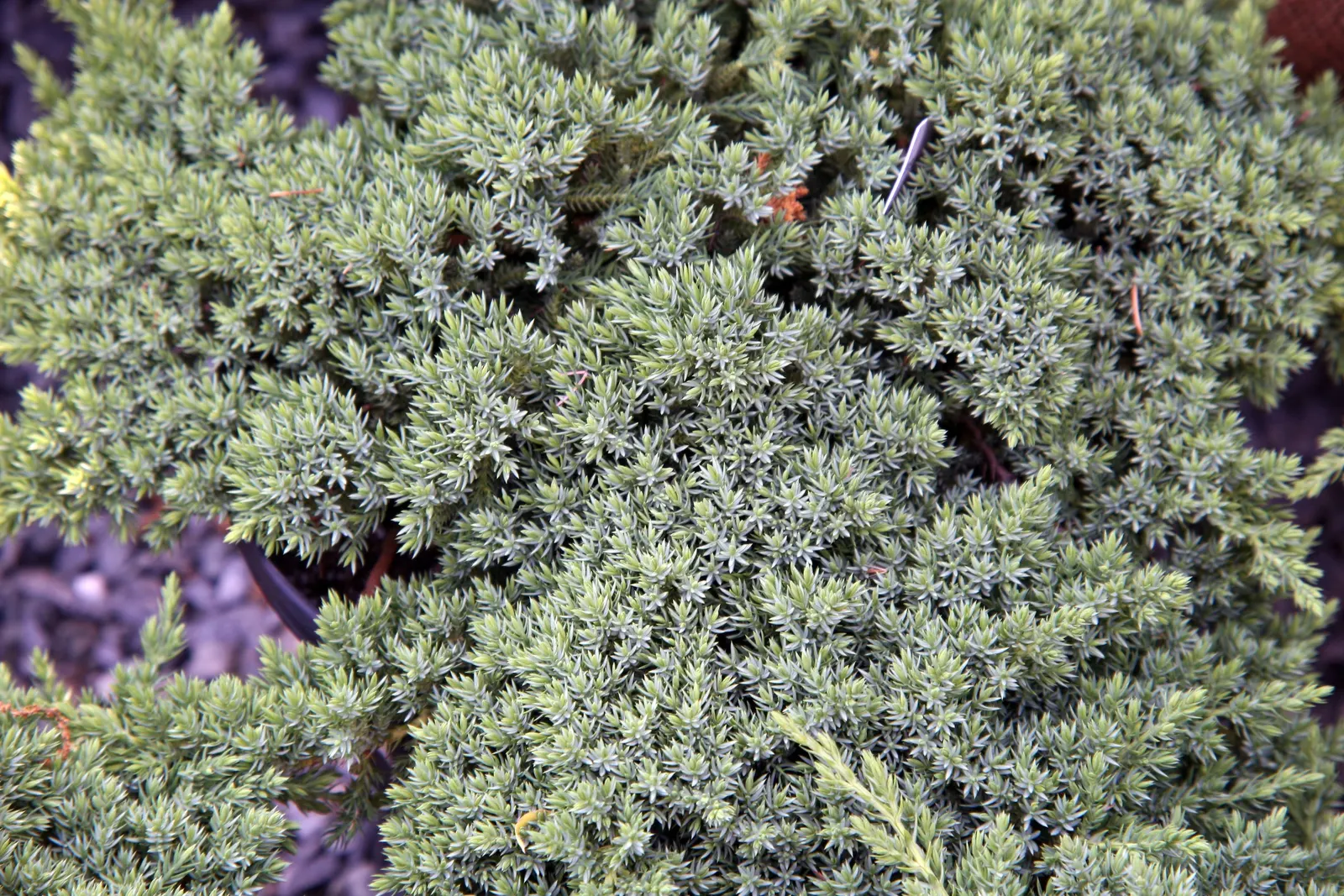 Dwarf Japanese Garden Juniper (Juniperus Procumbens 'Nana') — it demonstrates good drought tolerance