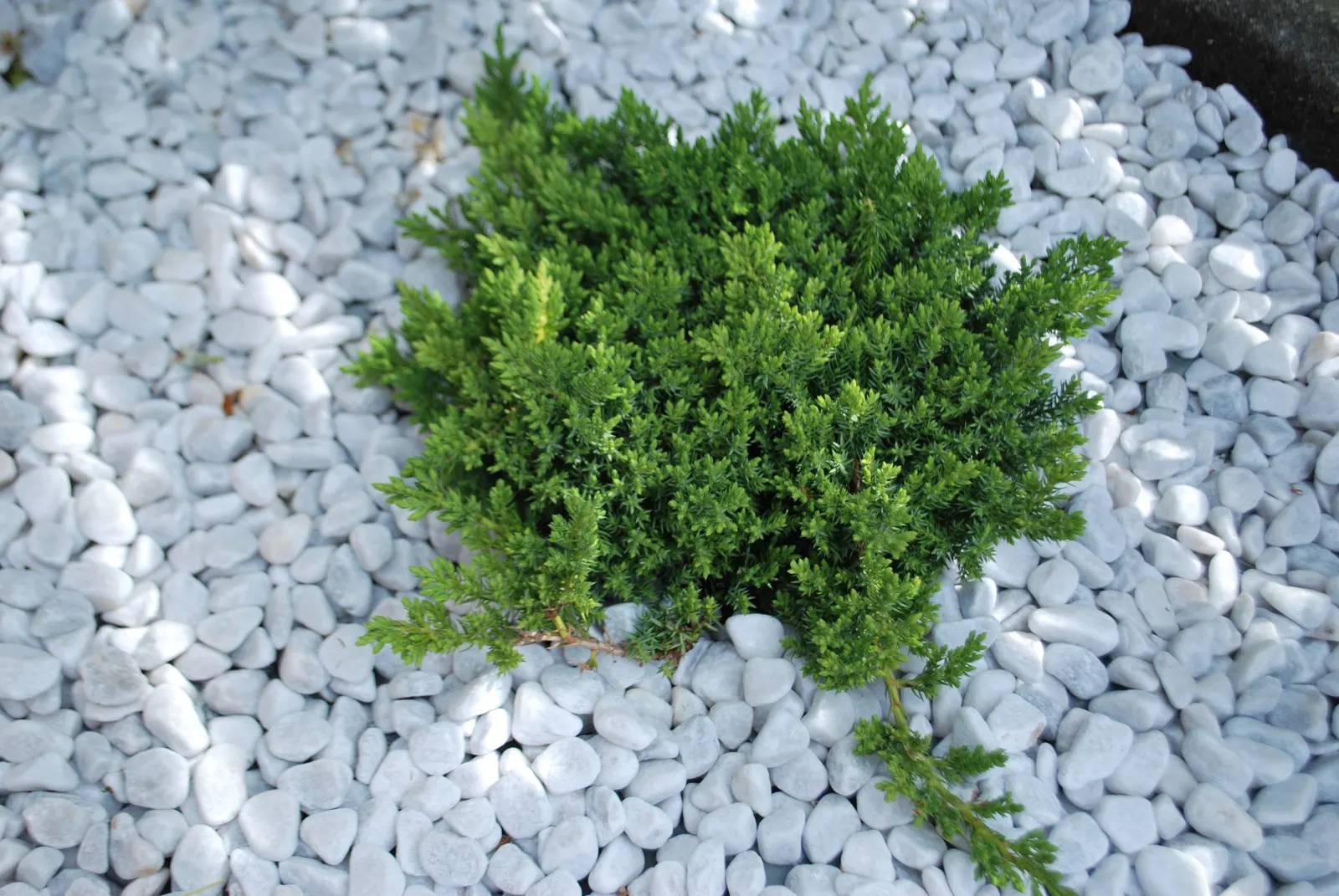Dwarf Japanese Garden Juniper (Juniperus Procumbens 'Nana') — This low growth habit makes it an ideal choice for ground cover